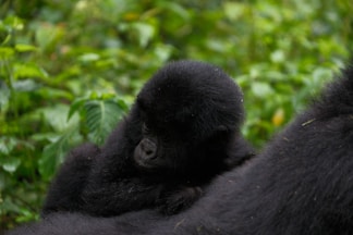 A baby gorilla rests comfortably on its mother.