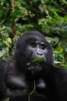 A gorilla enjoys a leafy snack.