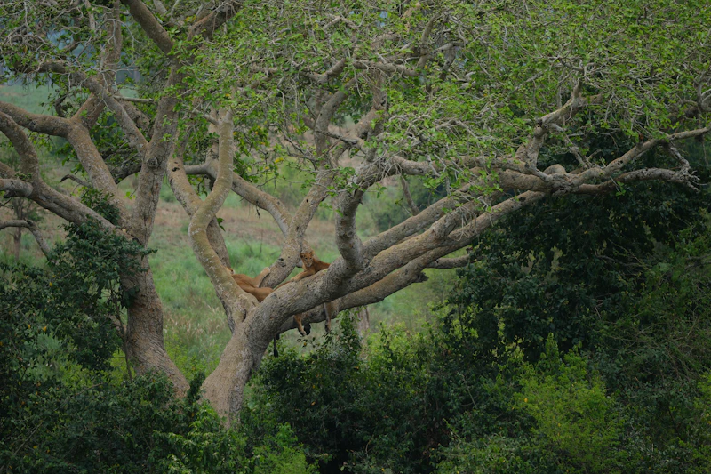 Tree-climbing lion in Queen Elizabeth National Park