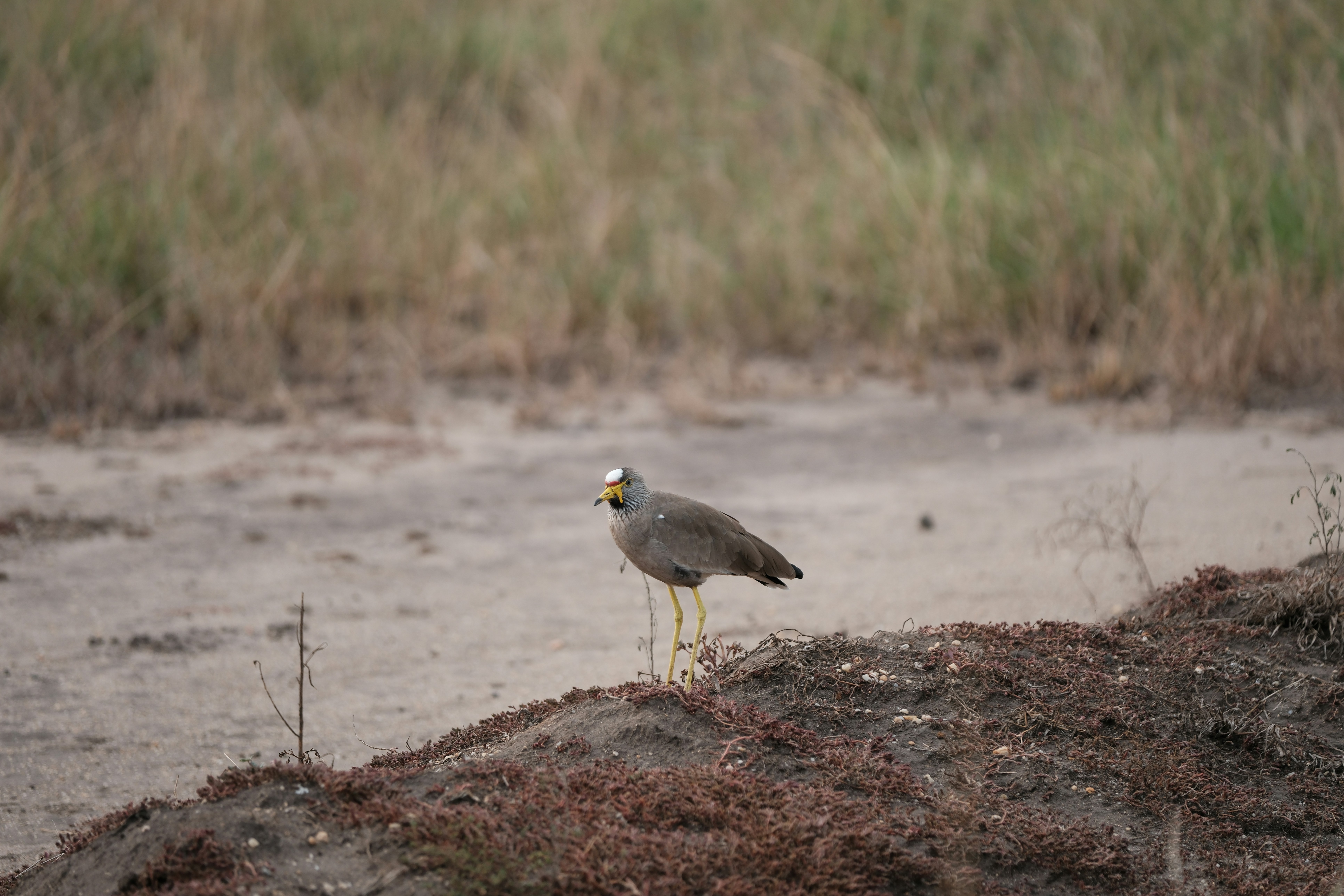A bird stands in an open field.