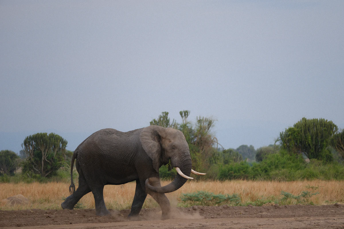 Elephant crossing open savanna, typical of Kenya's plains