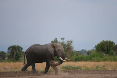 Buffalo herd