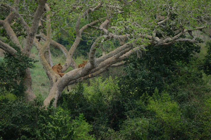 Queen Elizabeth National Park photo 1