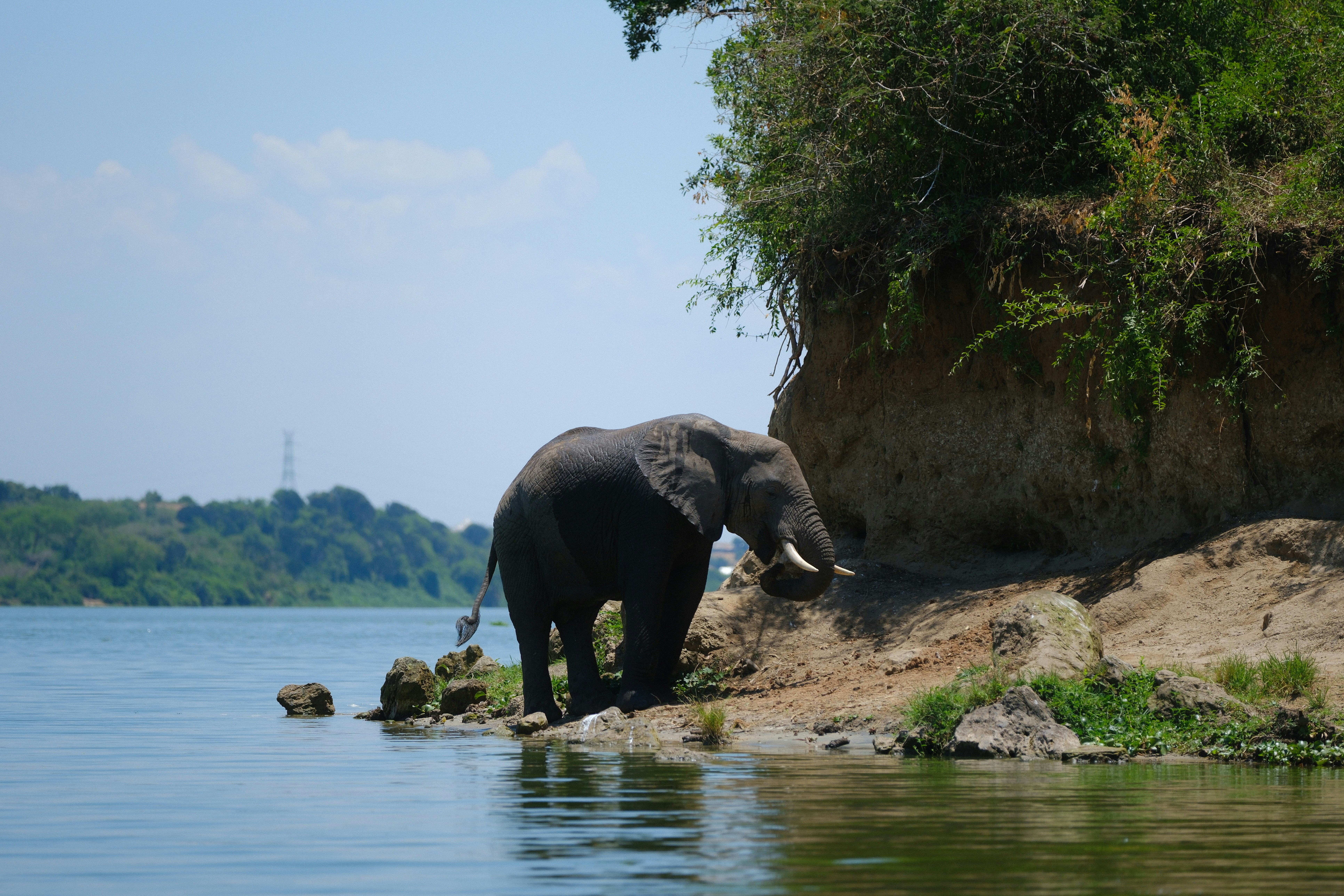 An elephant stands near water in its habitat.