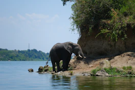An elephant stands near water in its habitat.