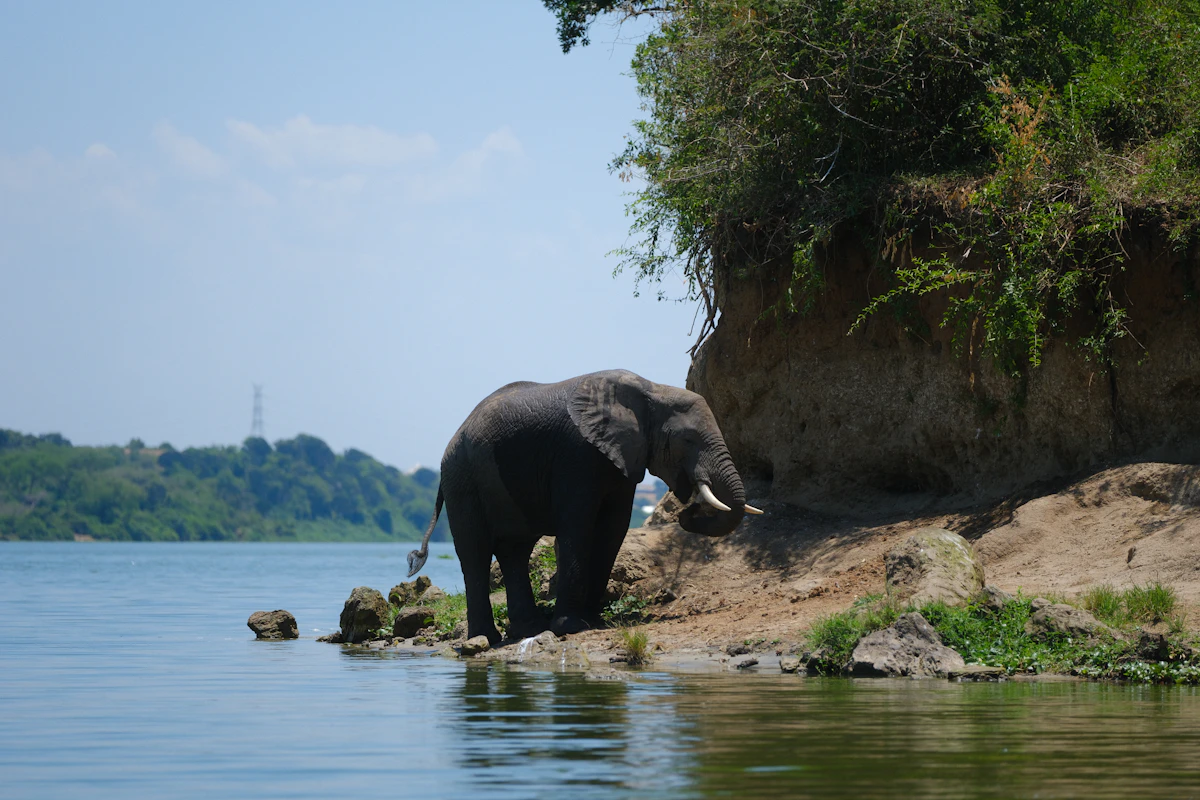 Elephant near water in Queen Elizabeth National Park