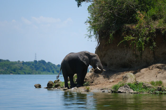 Elephant near water in Queen Elizabeth National Park