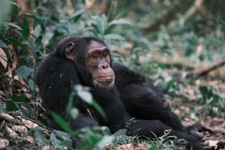 A chimpanzee sits relaxed amidst greenery.