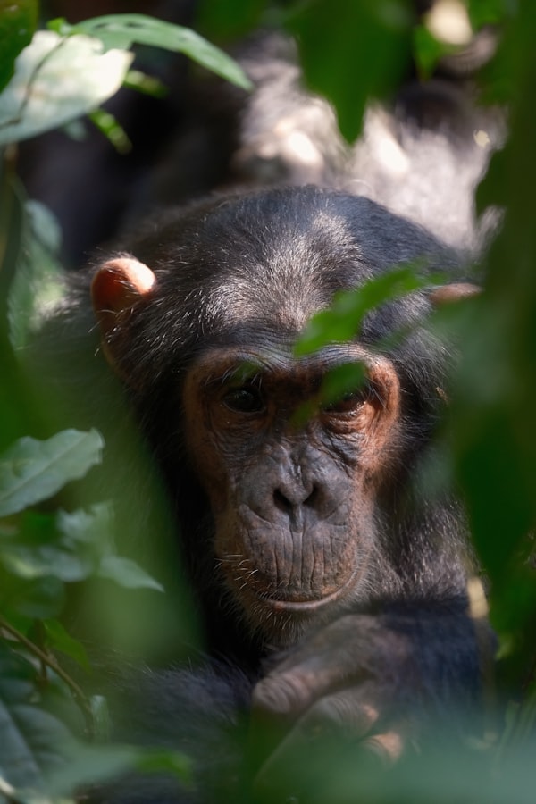 Chimpanzee in Kibale Forest, Uganda