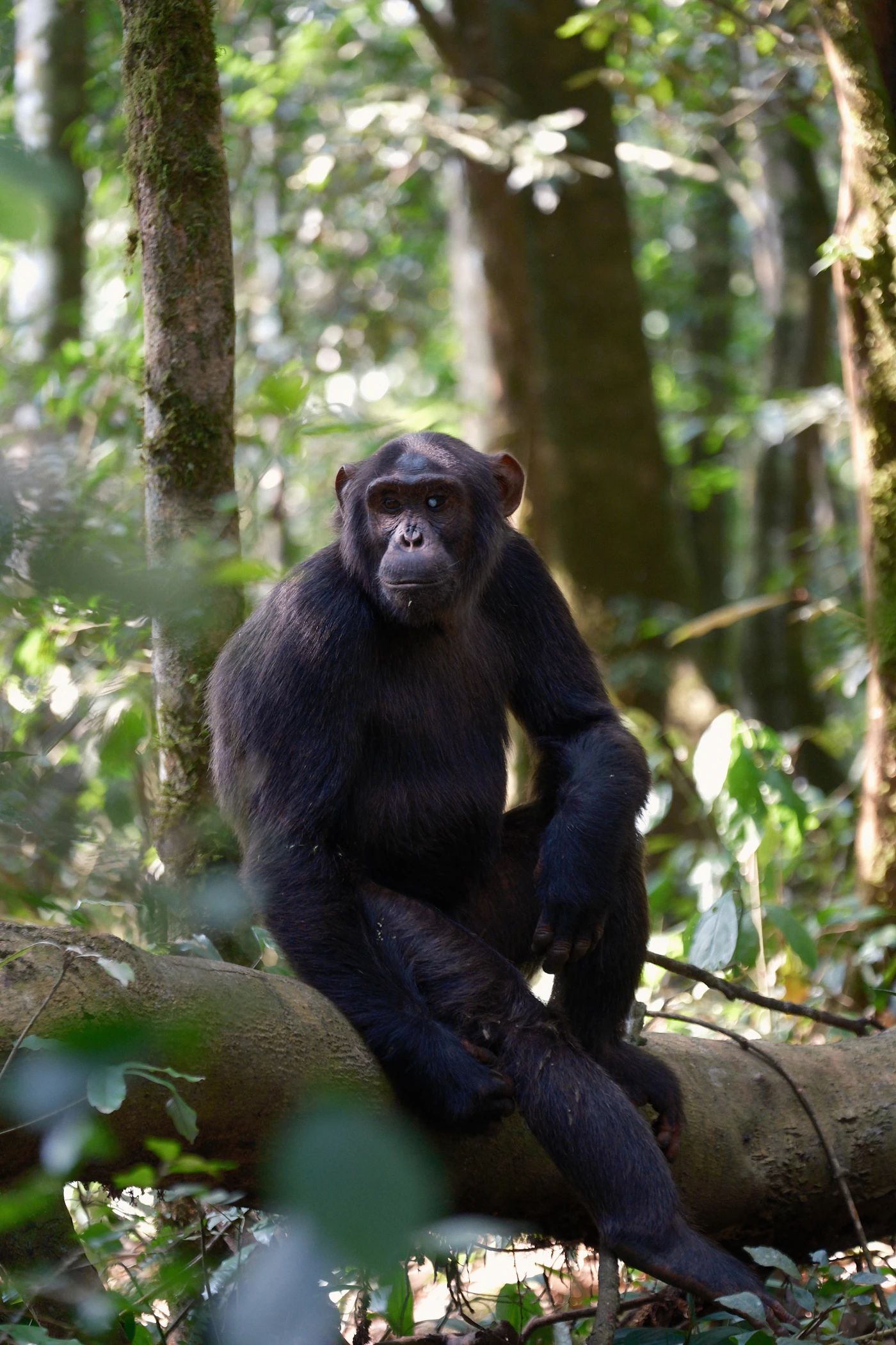 Wild chimpanzee sitting on a tree branch in Kibale National Park, Uganda