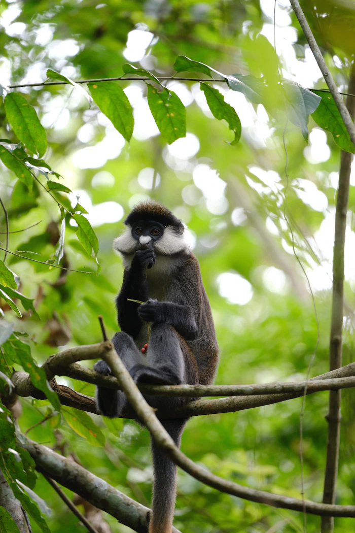 Forest canopy in Kibale National Park, Uganda