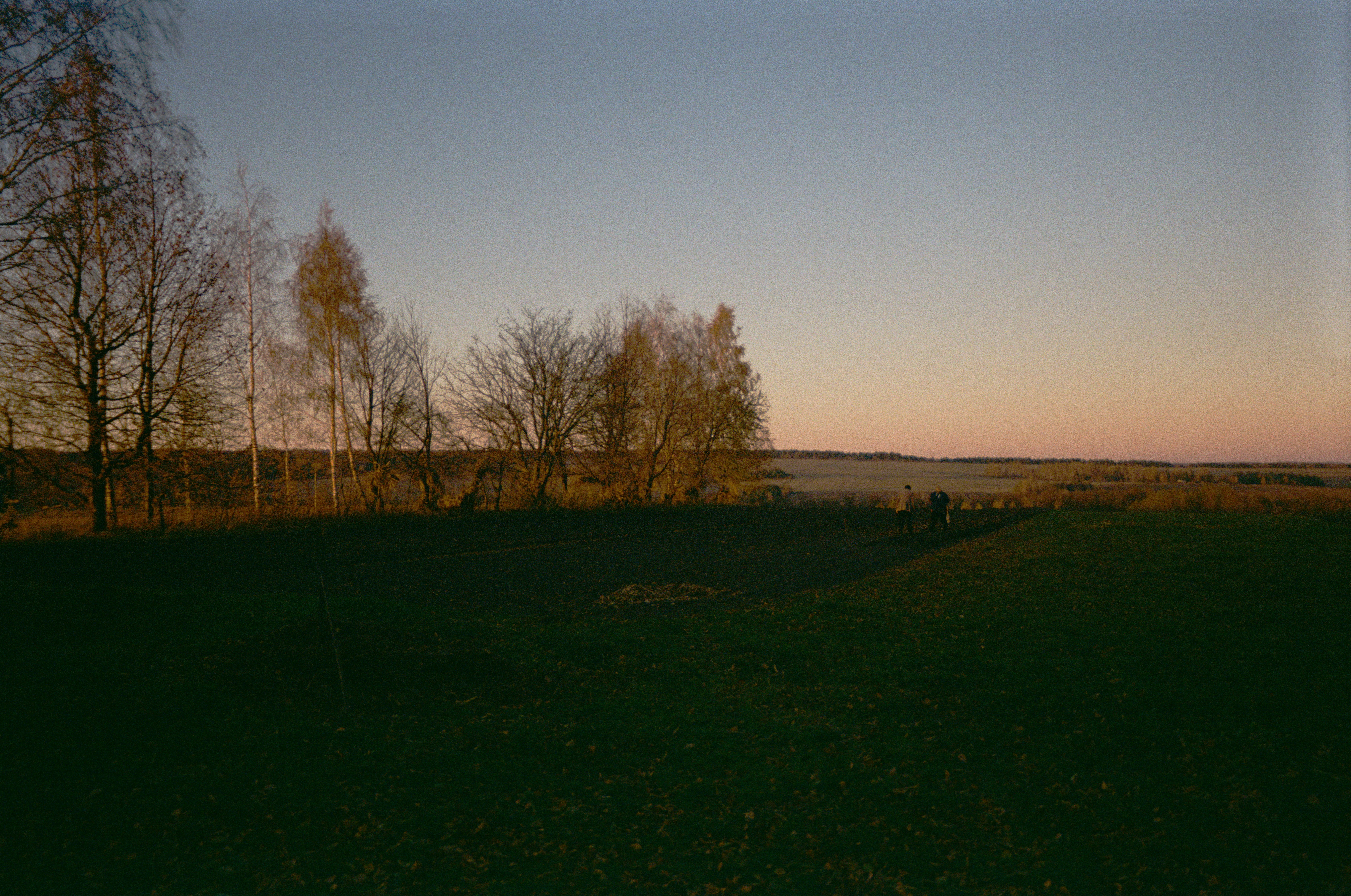 A peaceful field and trees at dusk.