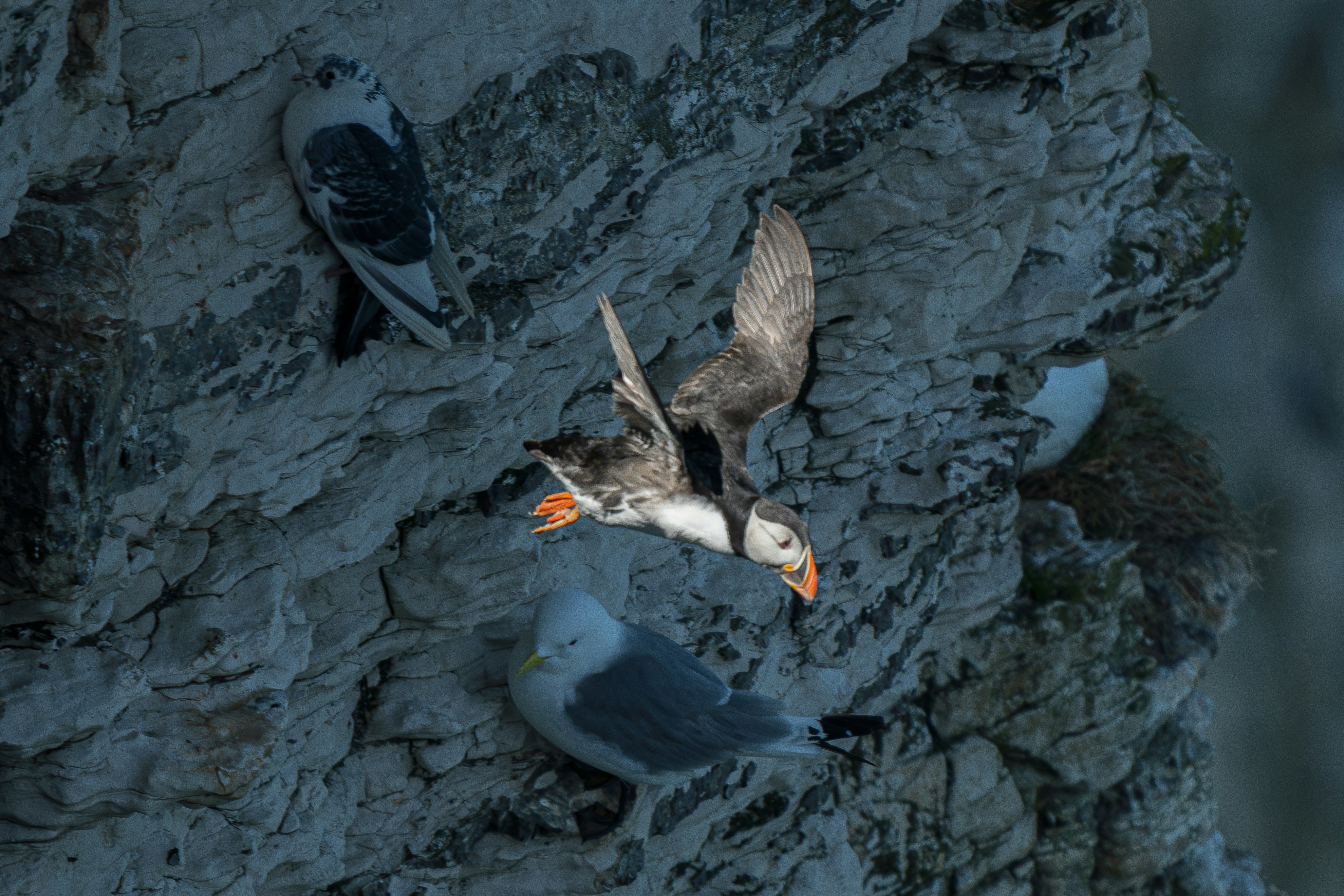 Great Reasons To Invest Inside A 50cc Moped