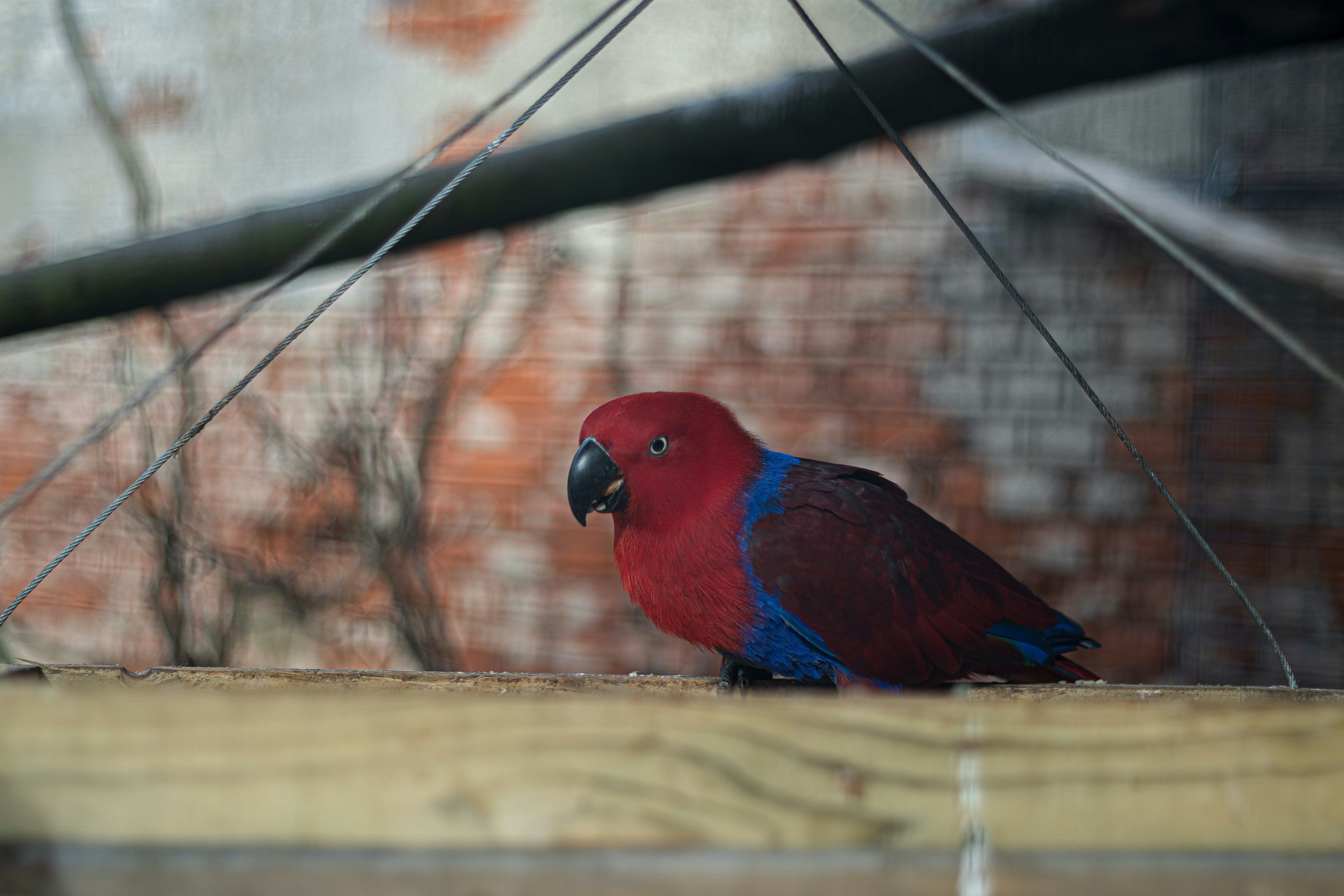 View of A colorful parrot perched in its enclosure. photo – Free Animal Image ...