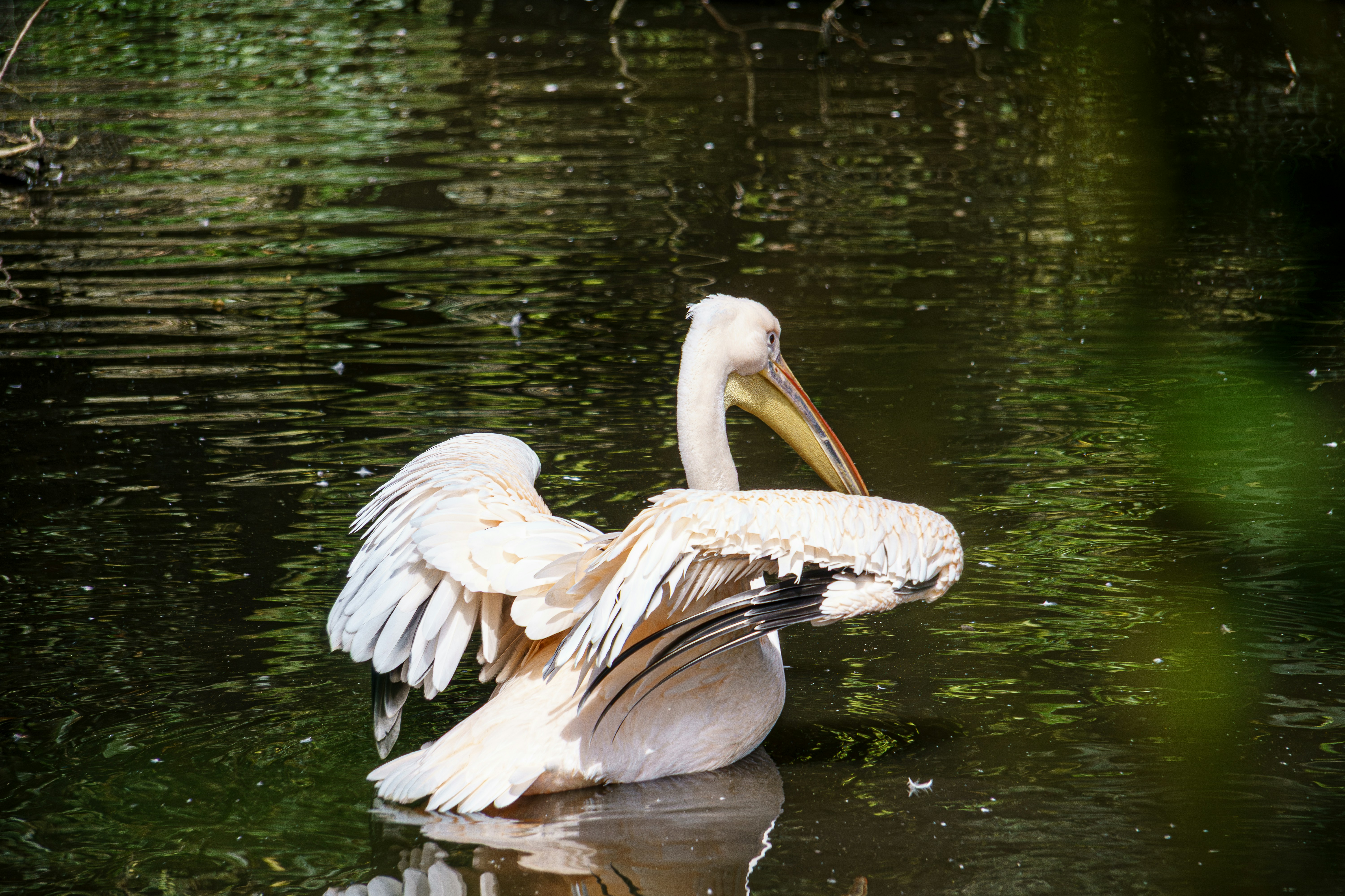A pelican rests on water with its wings spread. photo – Free Land Image ...