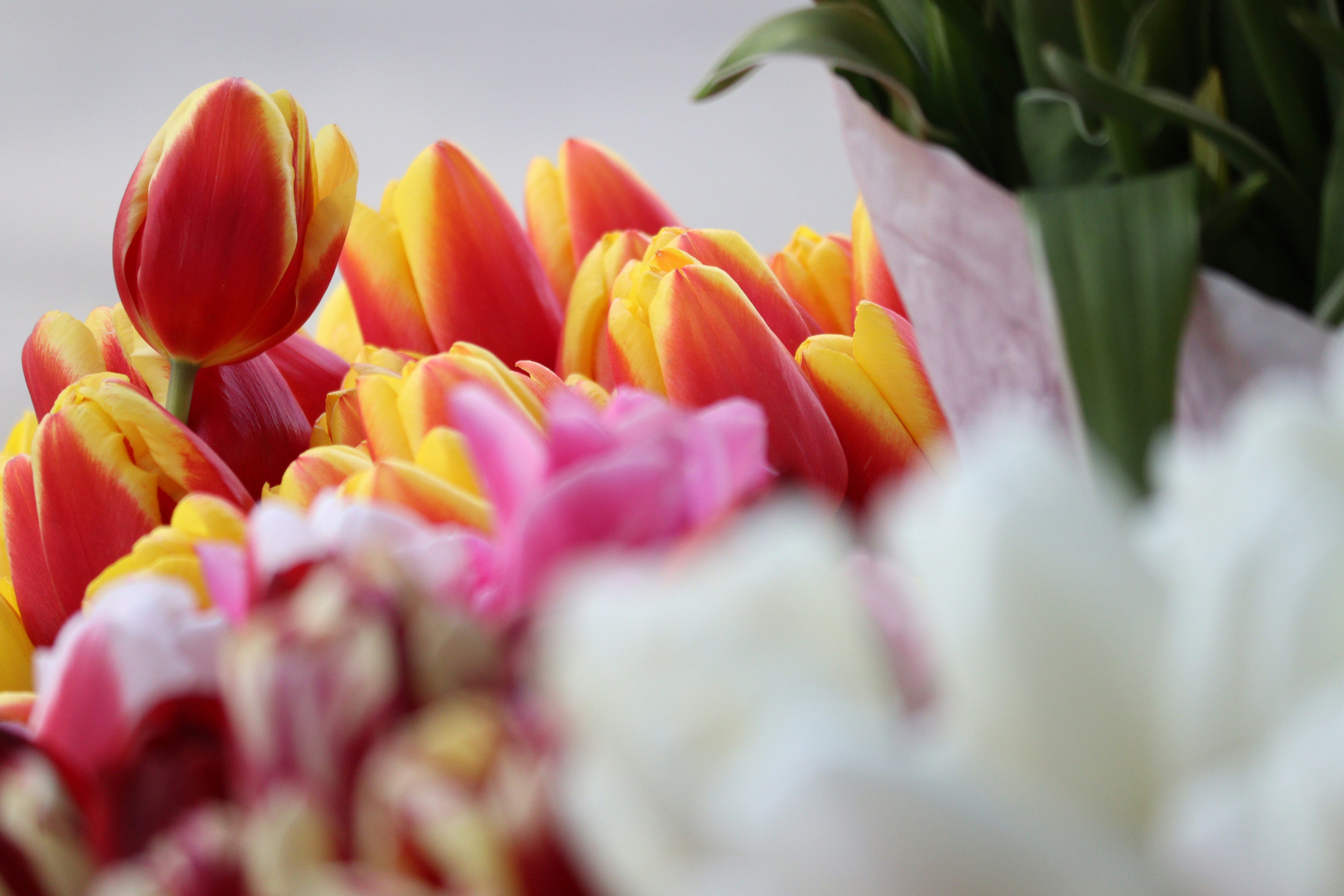 Photo by fotografialuivlad