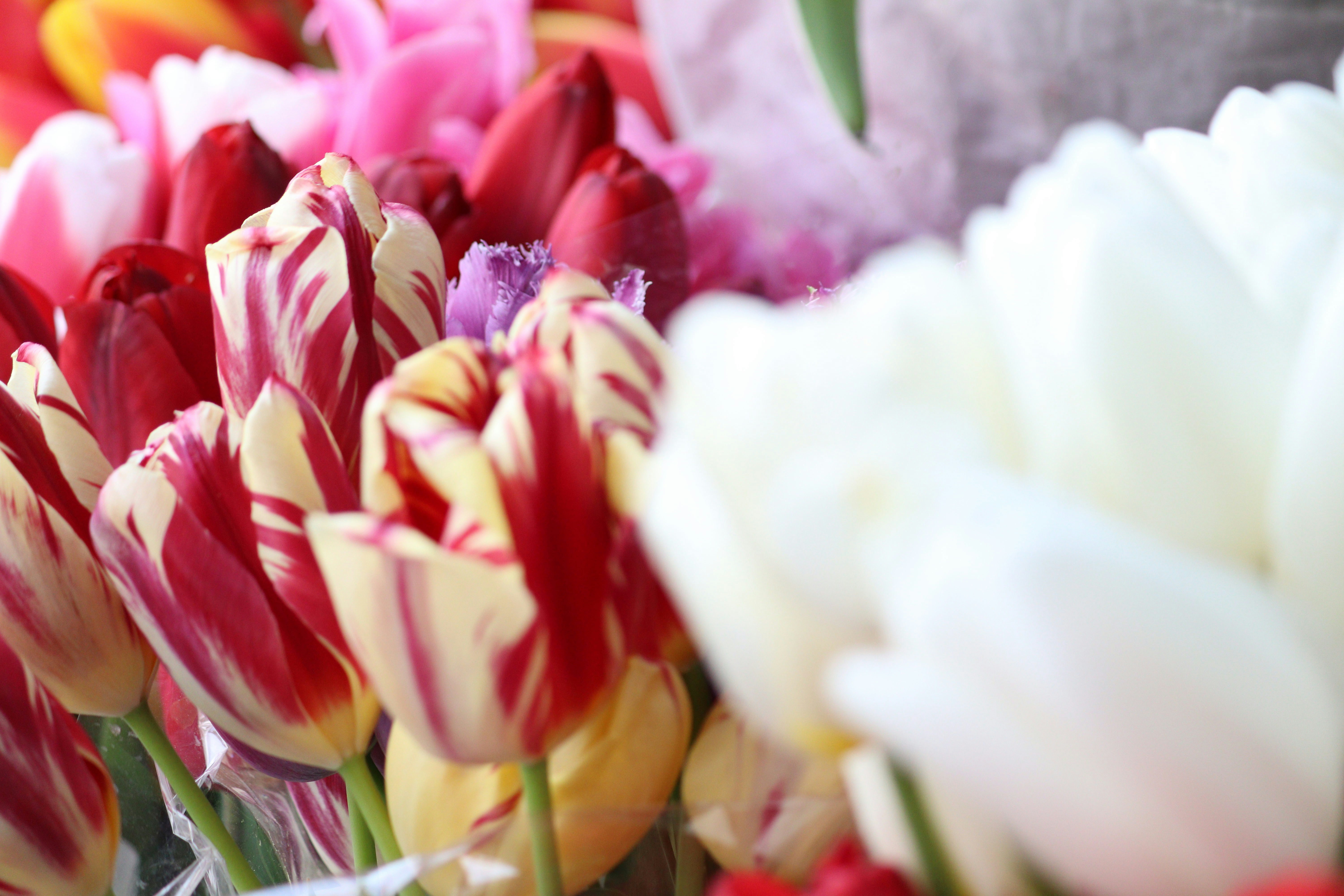 Photo by fotografialuivlad