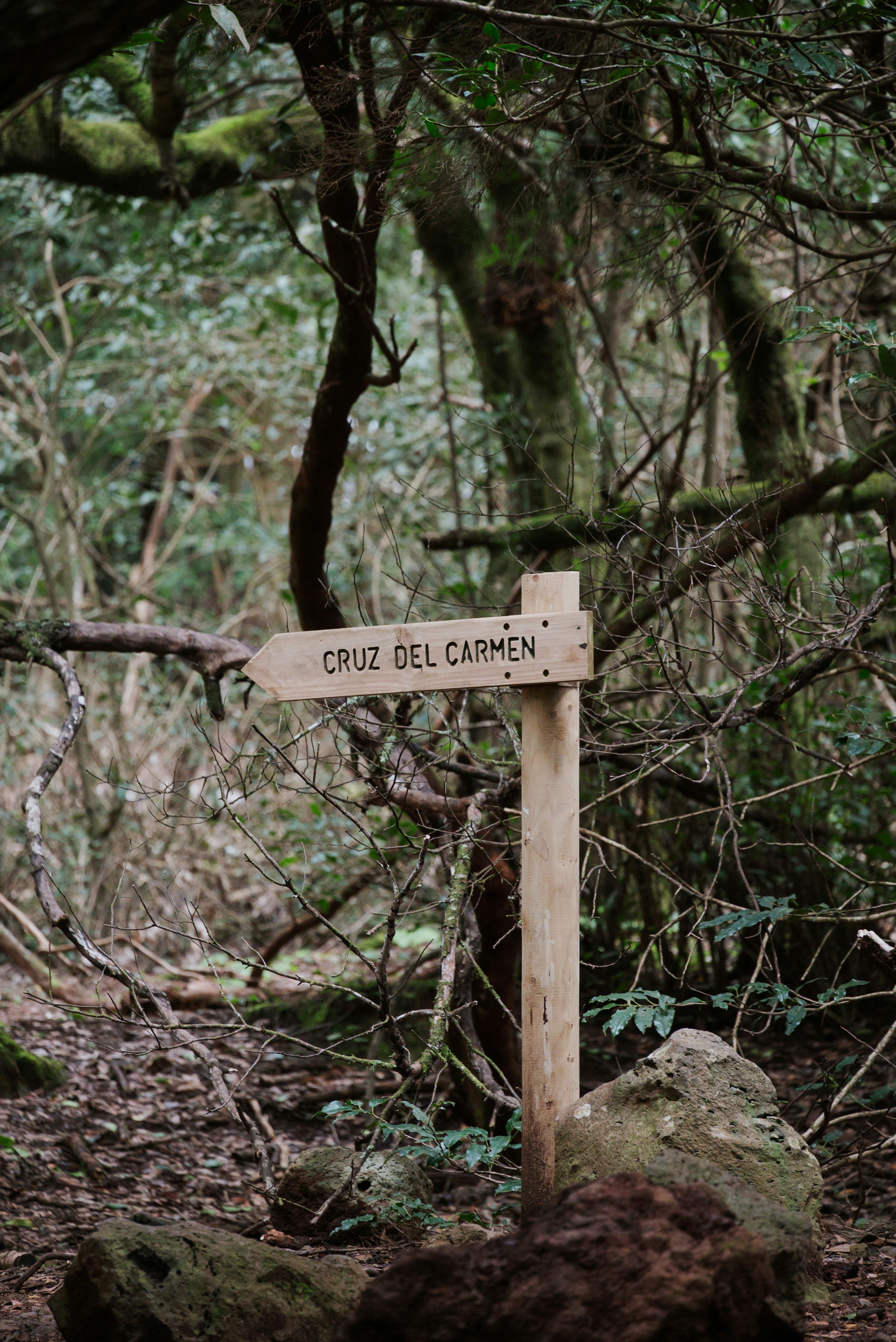 A wooden signpost points the way in the forest.