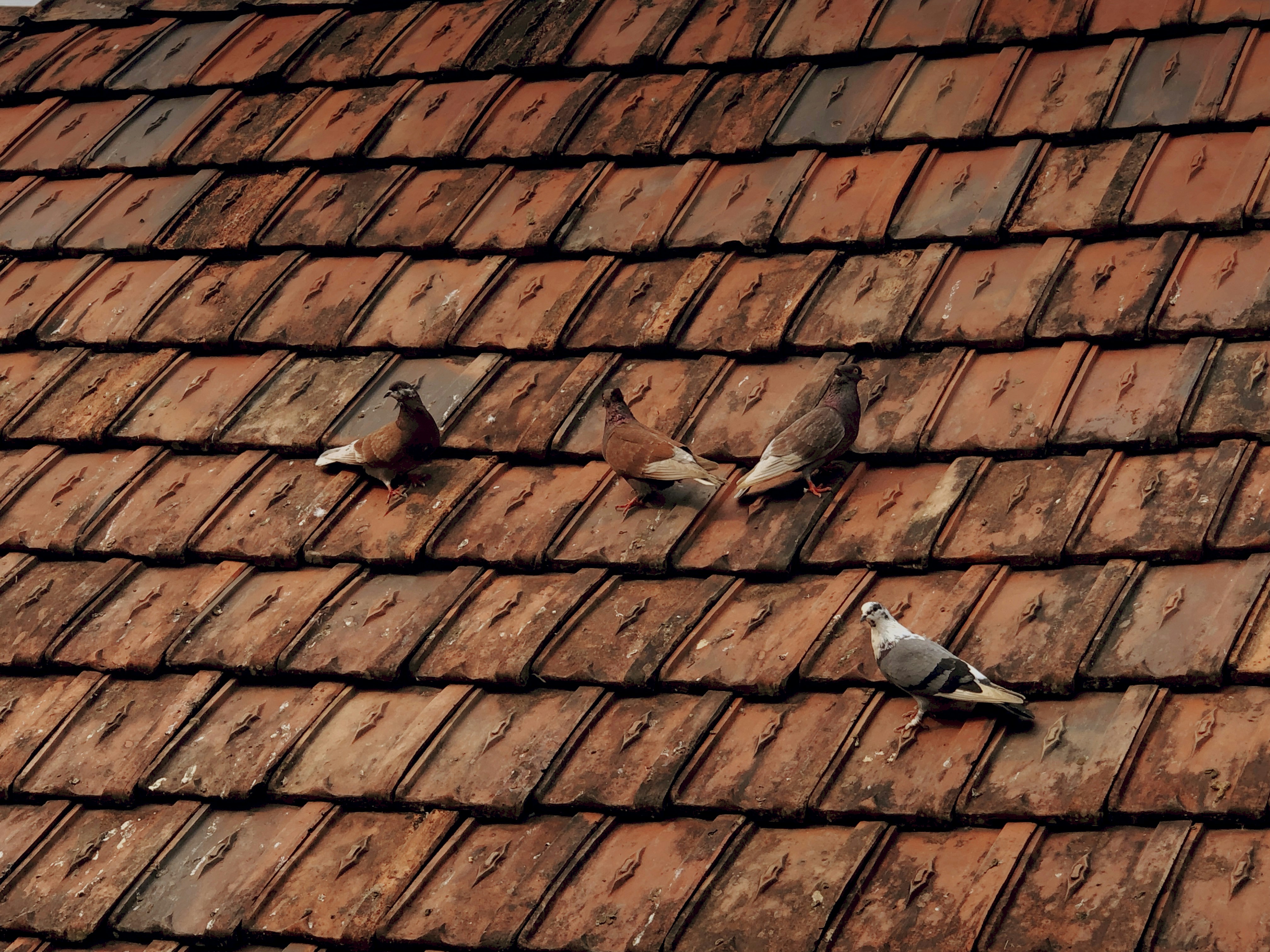 Photo by shouravdesign