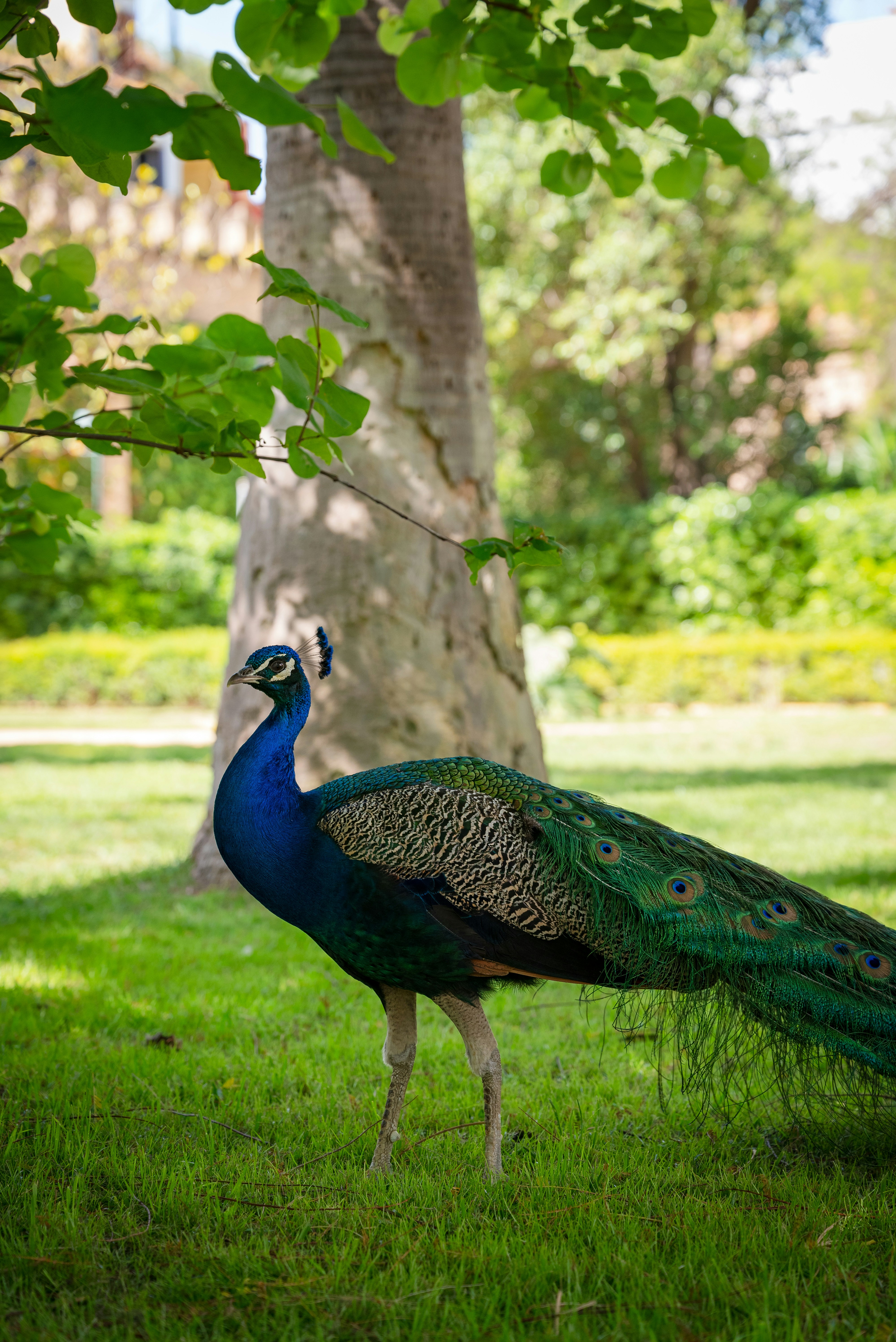 A peacock strolls gracefully through a garden.