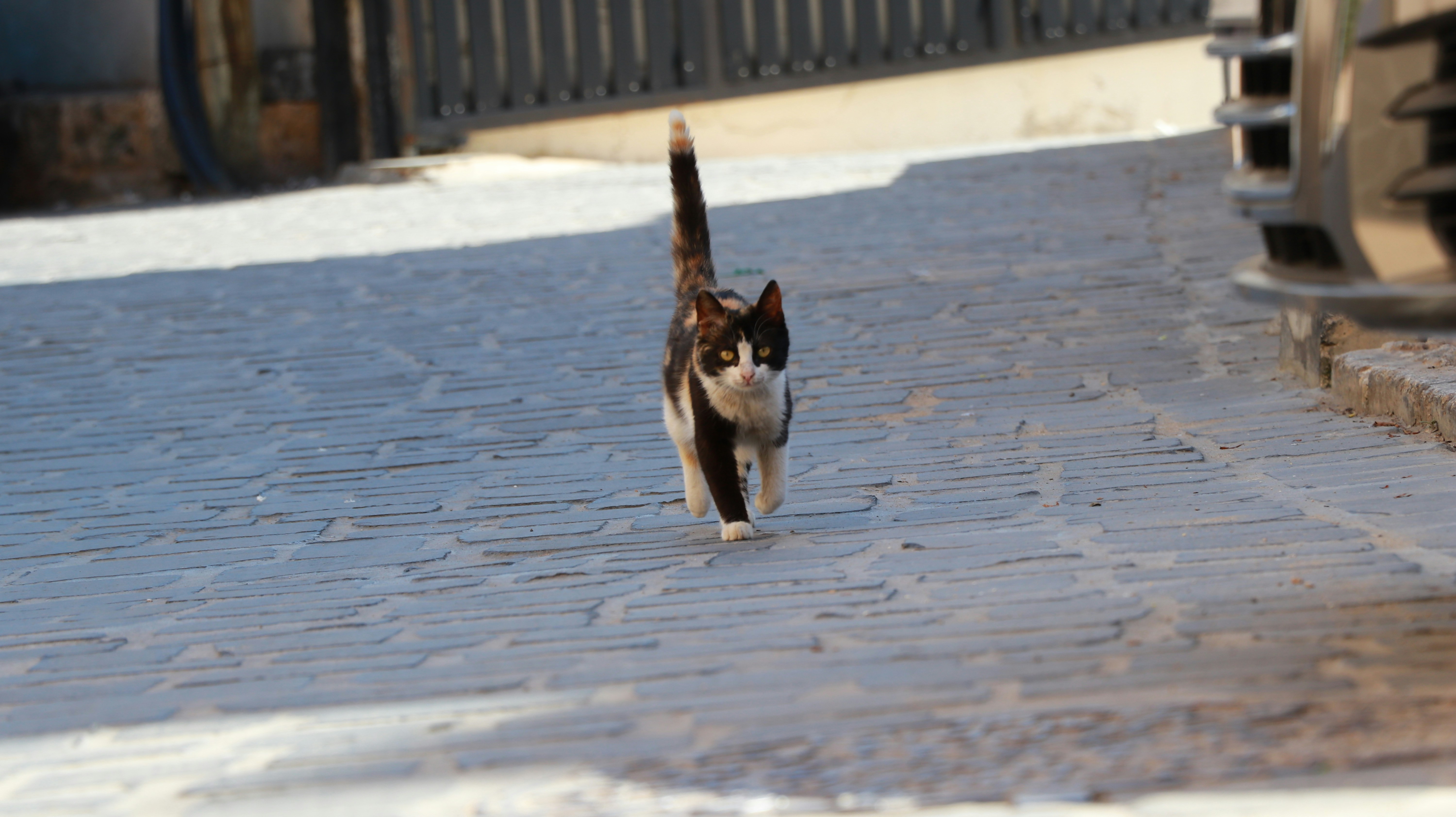 Street Cats... BATROUN, LEBANON March 15, 2025
