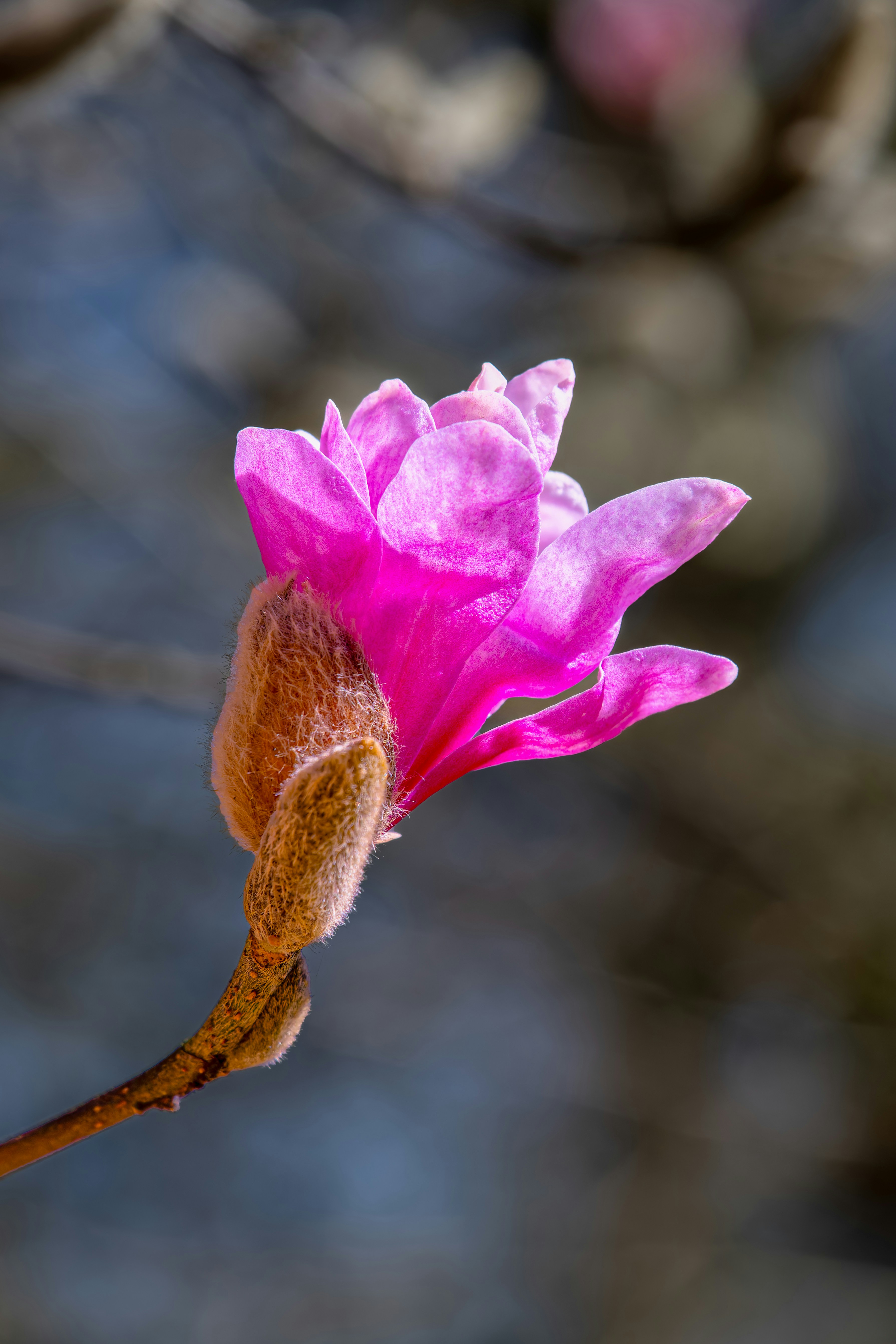 Photo by siegfriedpoepperl