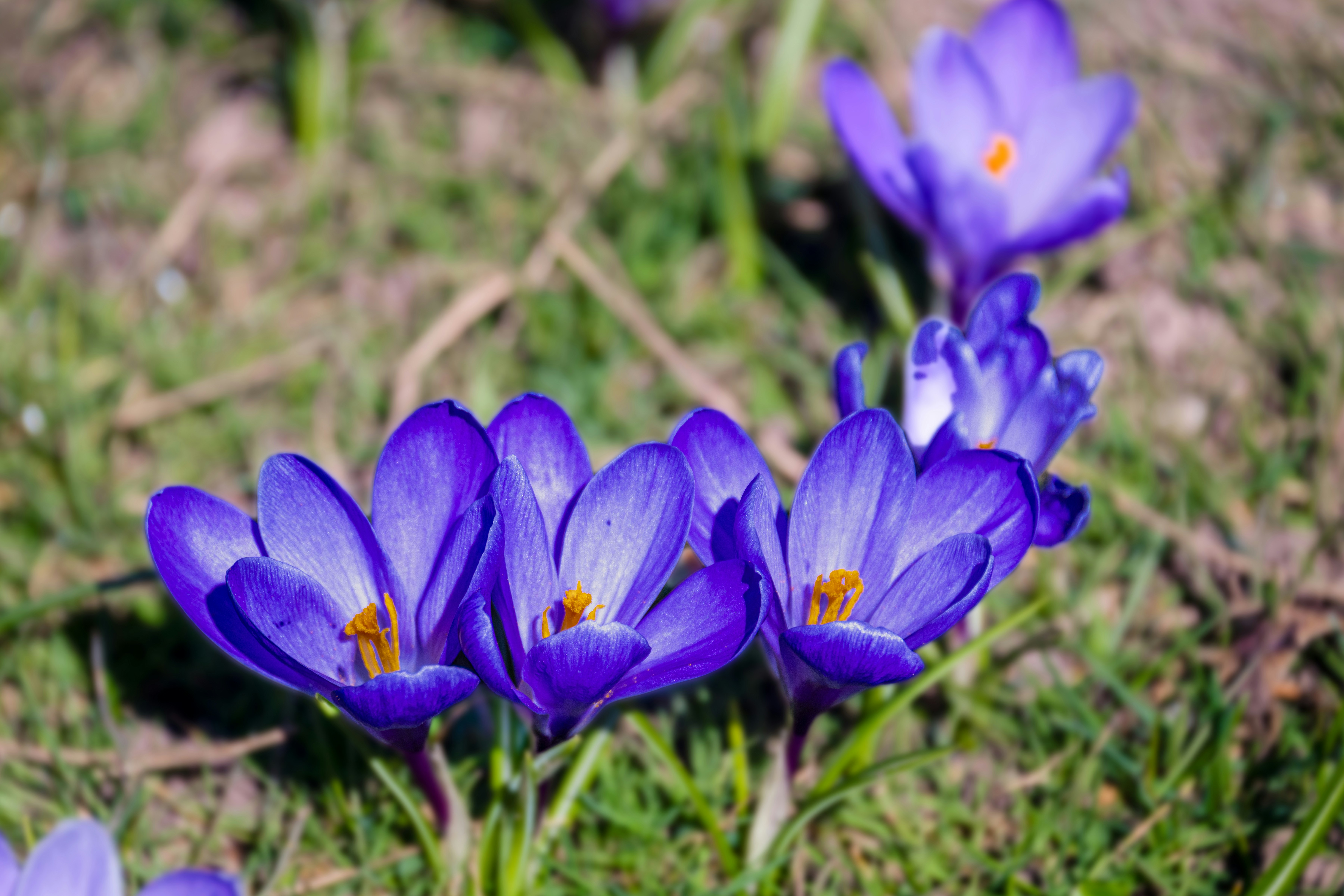 Photo by siegfriedpoepperl