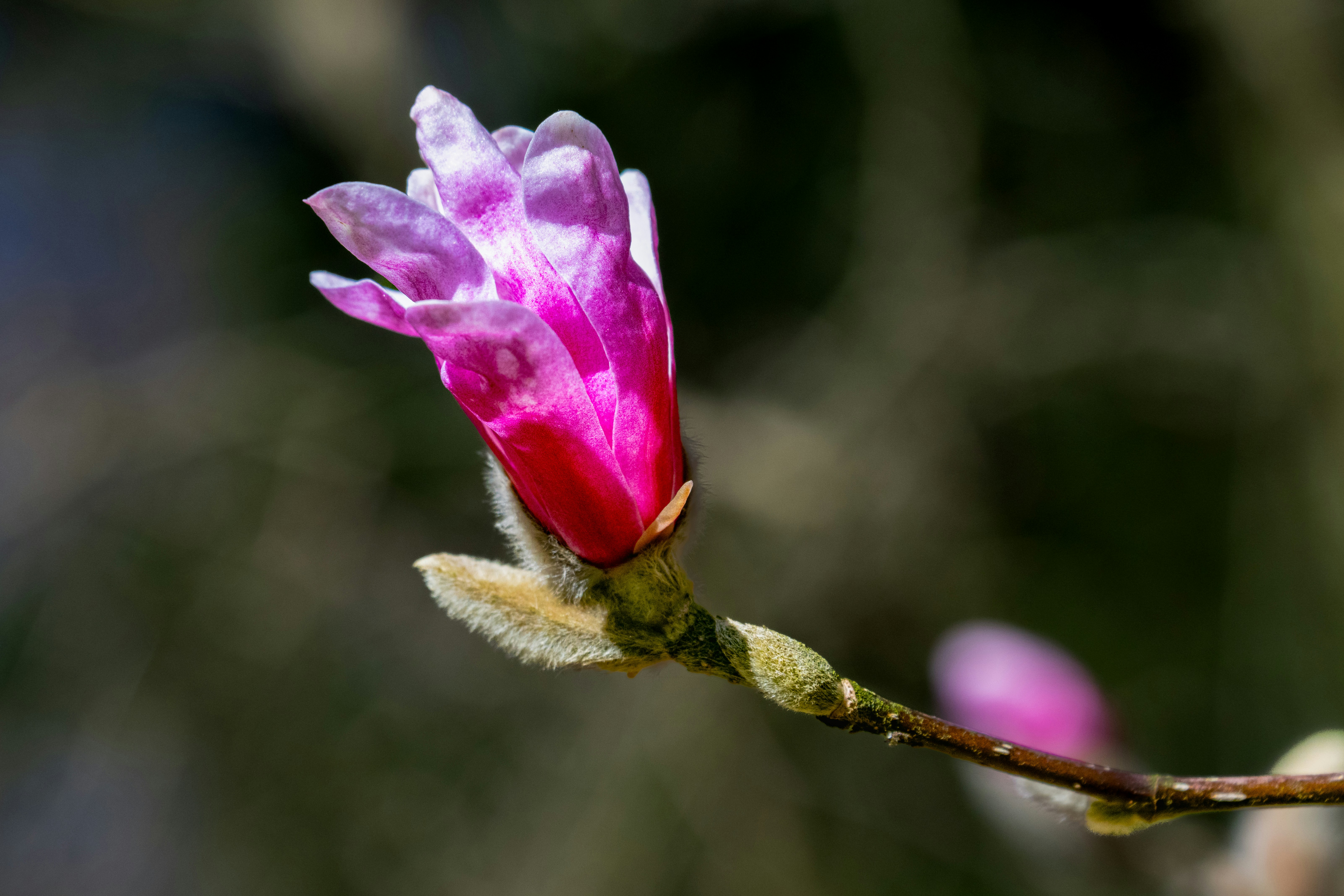 Photo by siegfriedpoepperl