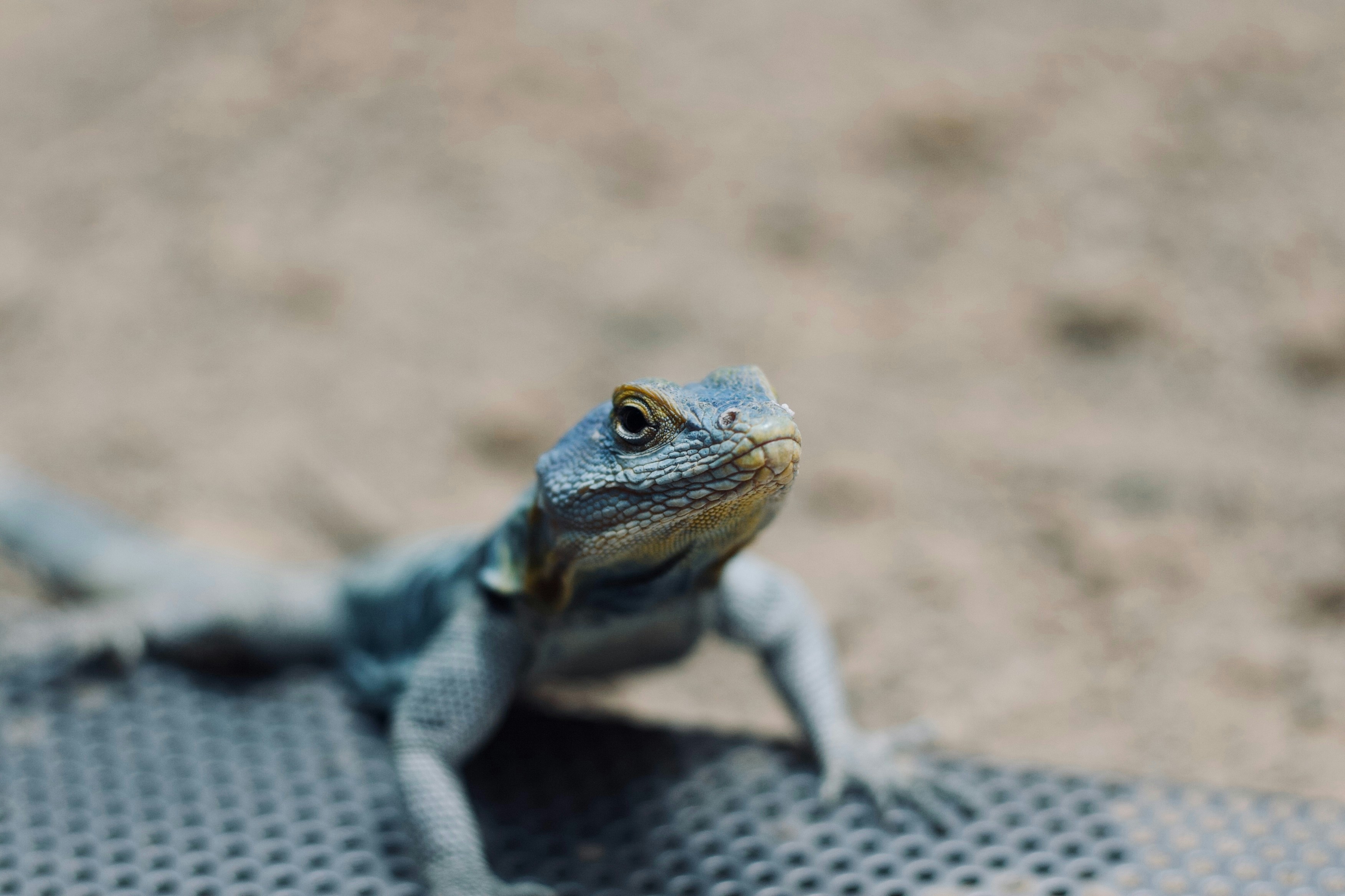 A blue lizard poses for the camera.