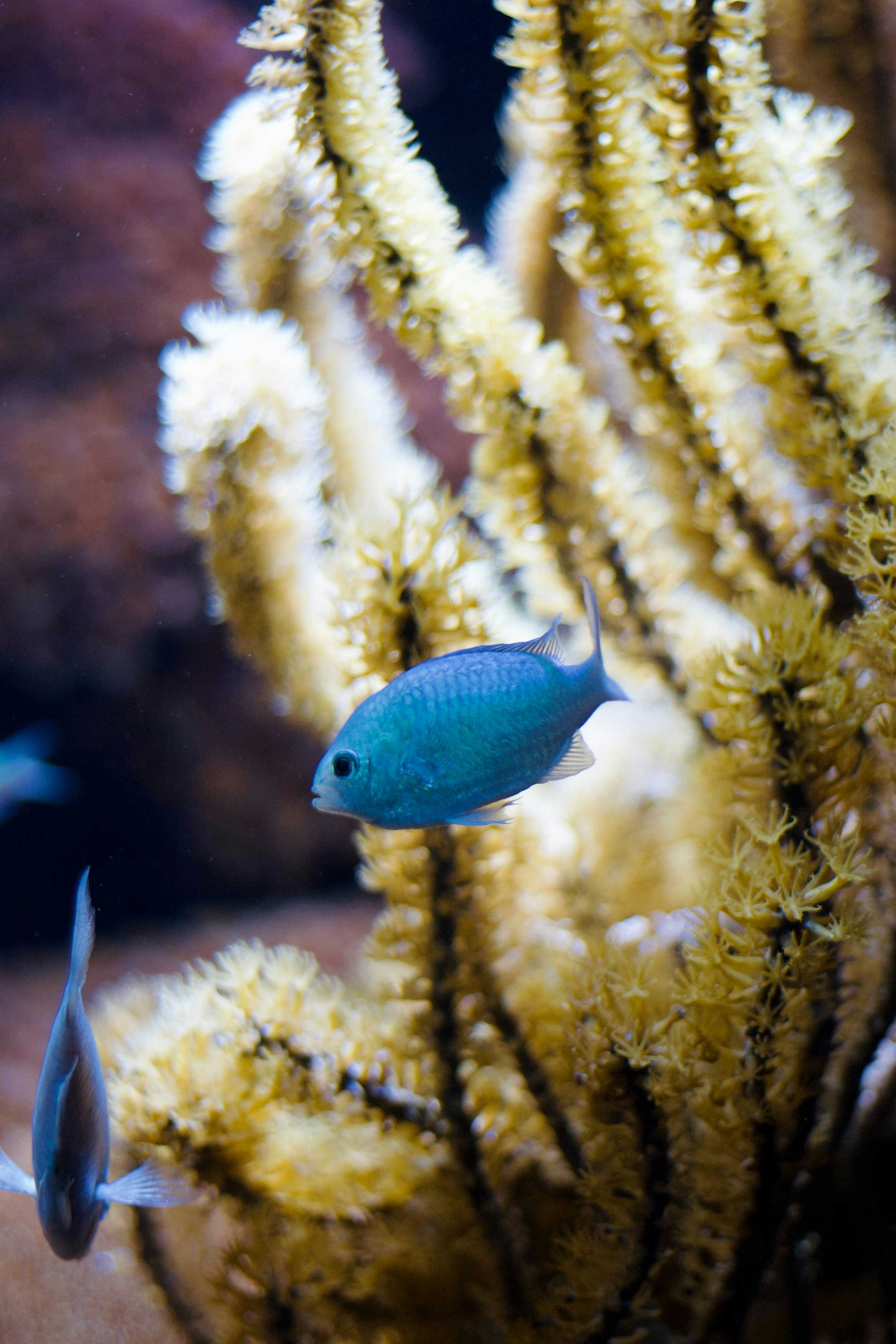 Blue fish swim amidst the vibrant coral.
