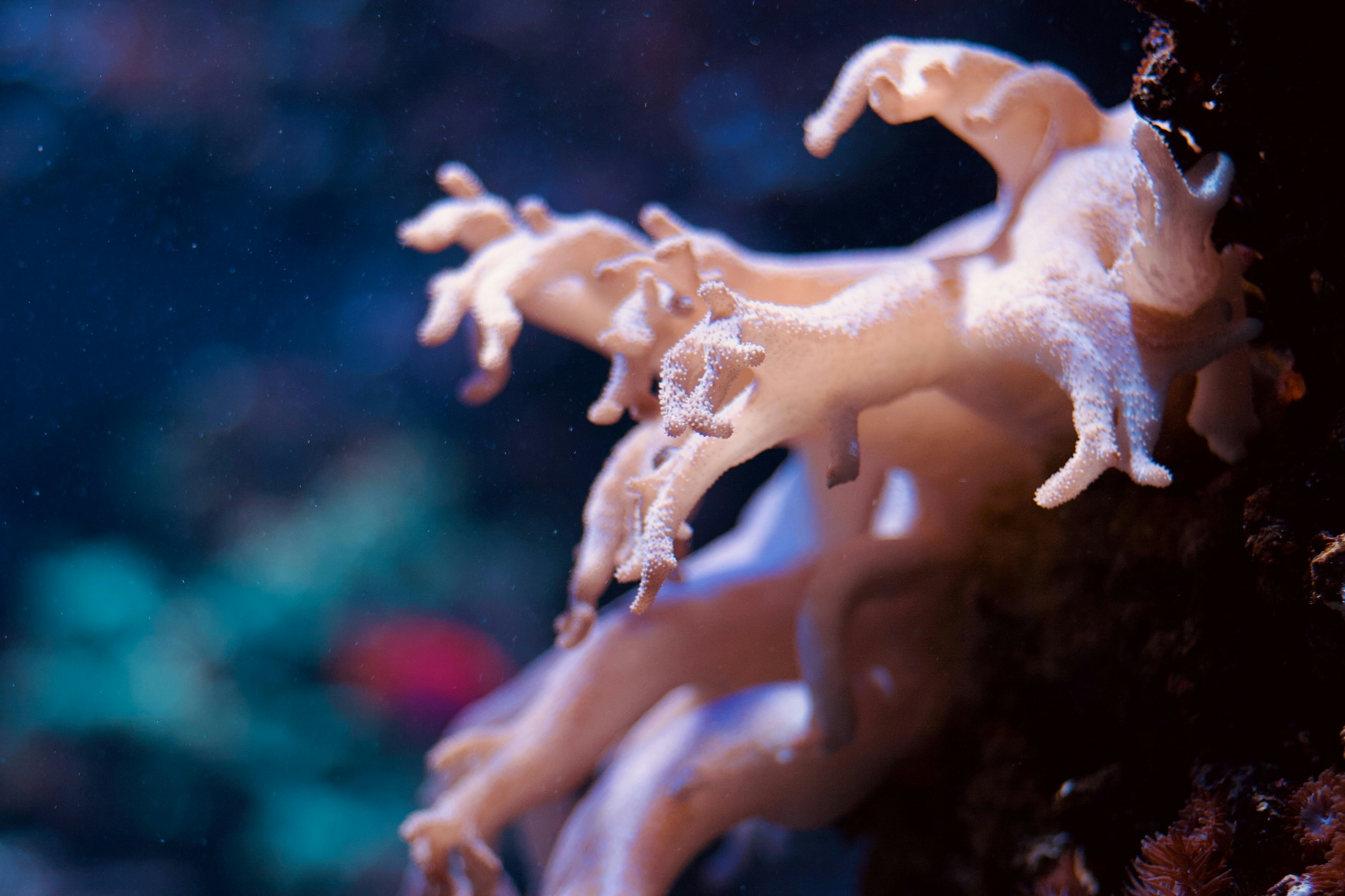 Coral under the sea.