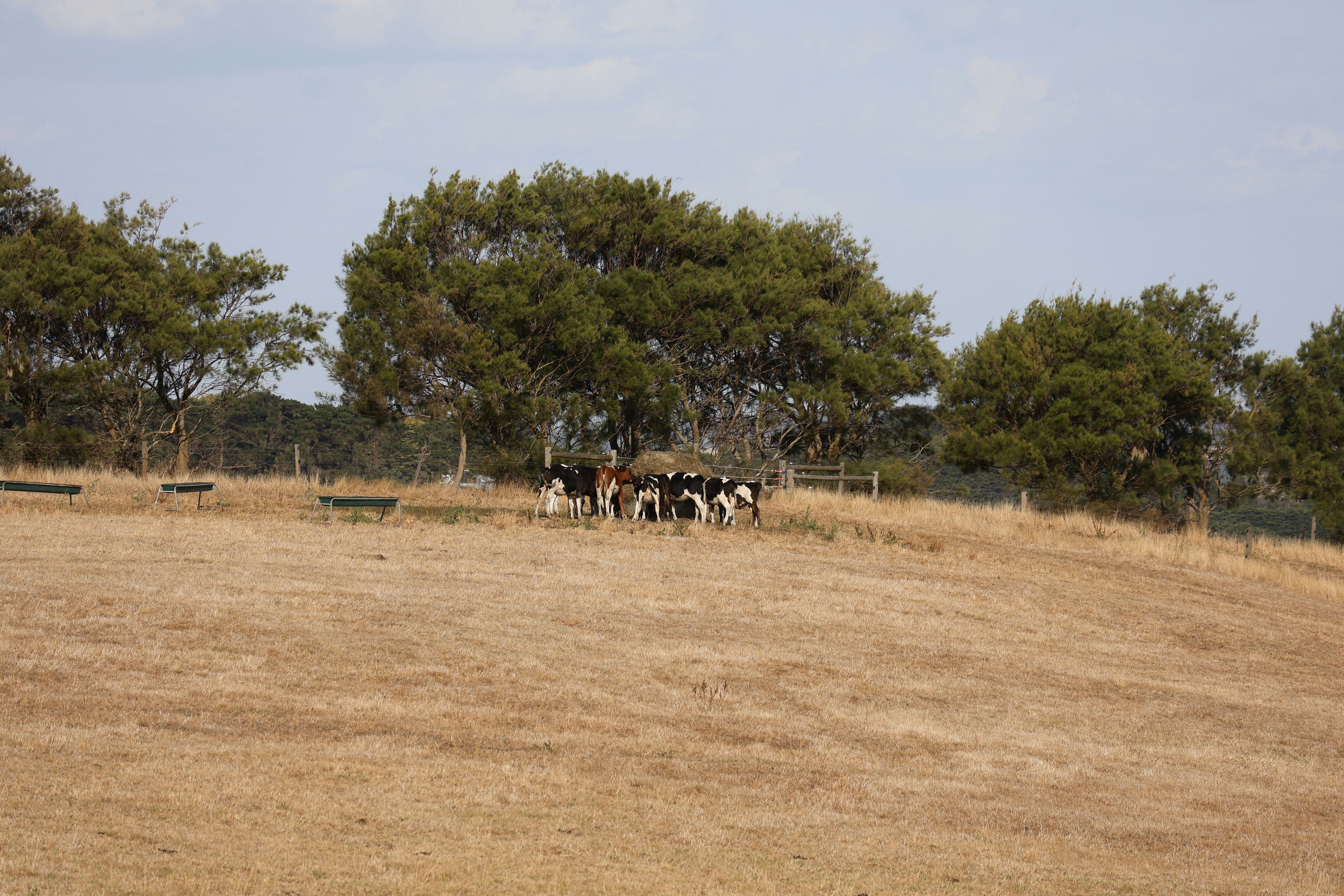 Cows graze on a dry, grassy hill.