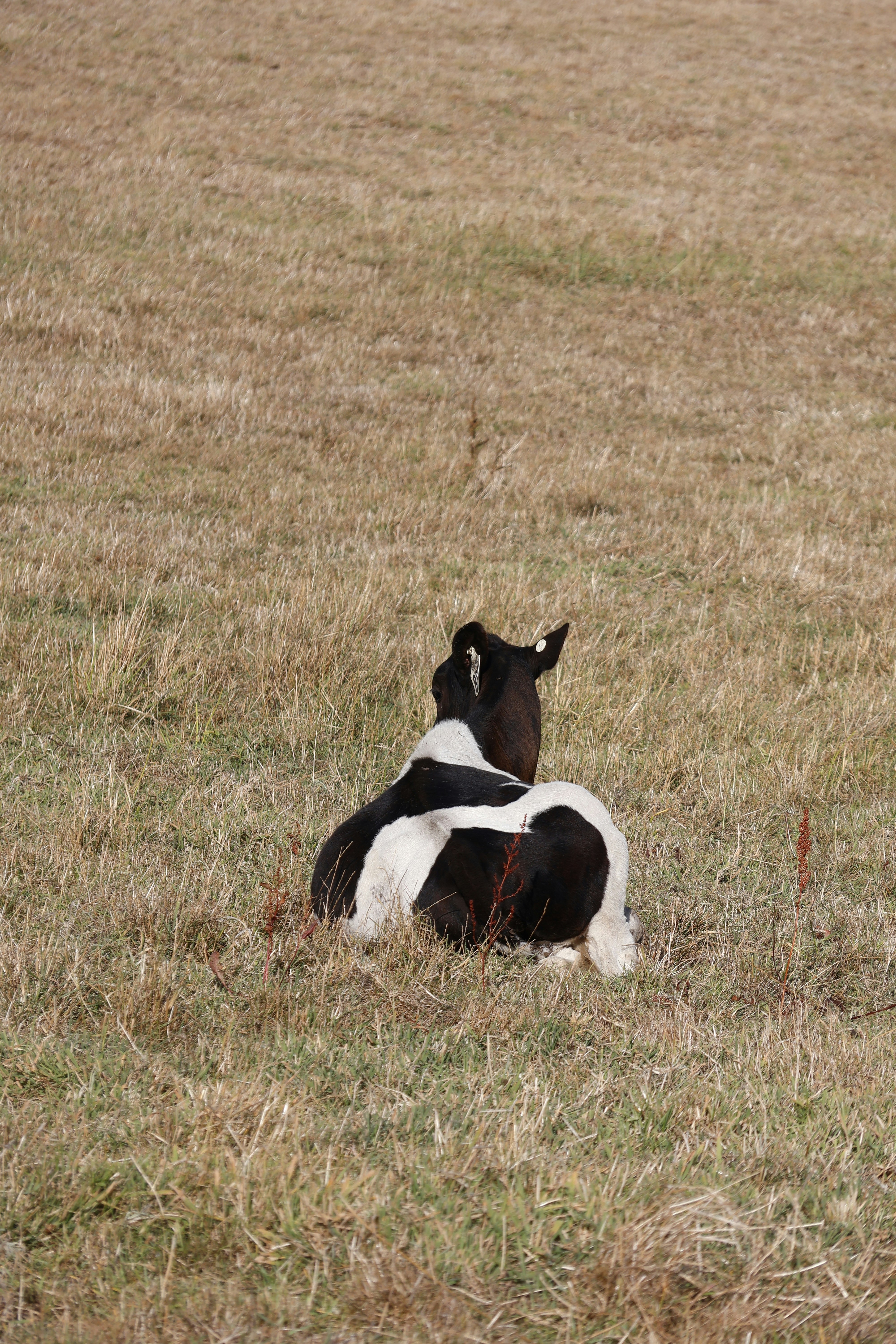 A black and white horse rests in a field.