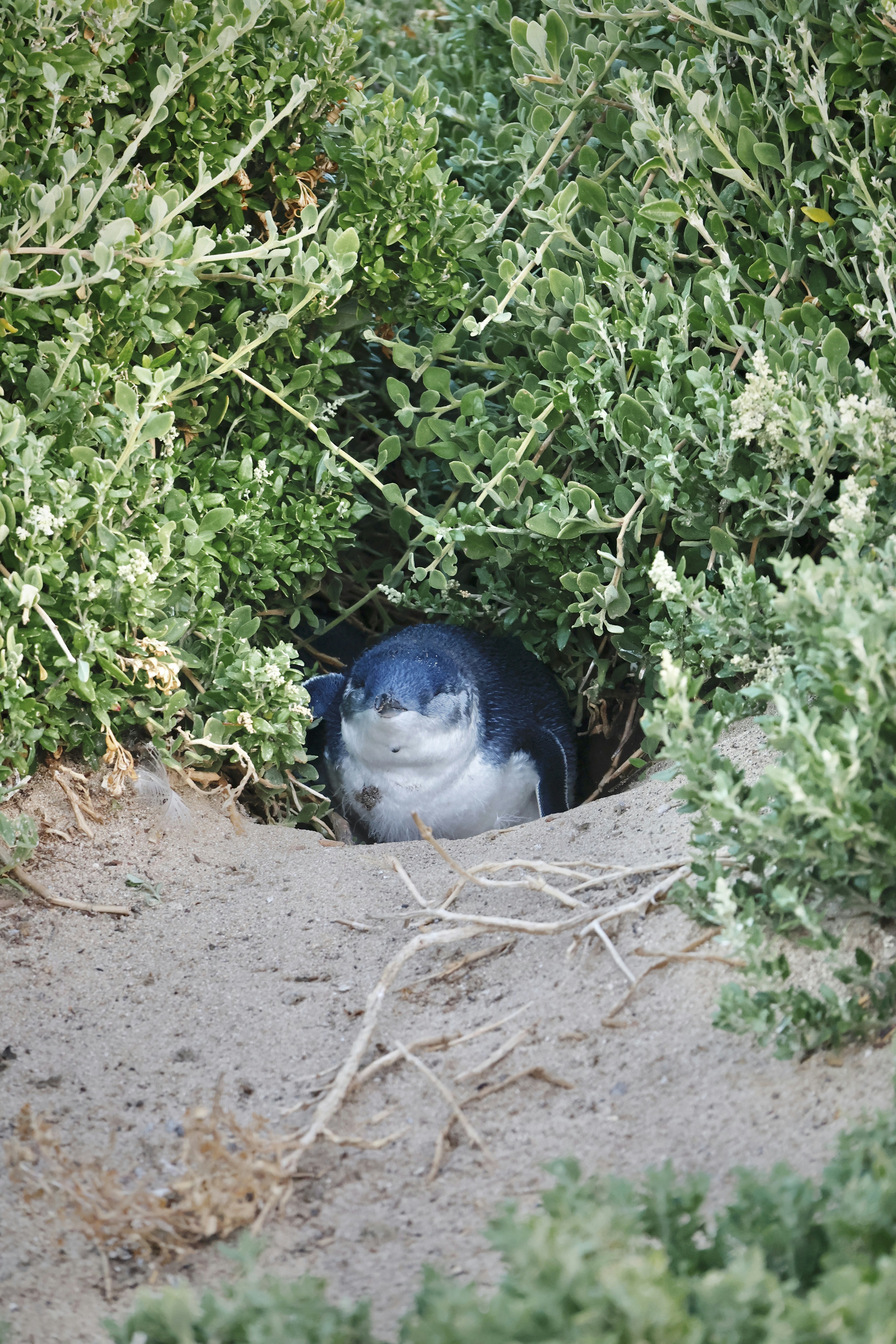 A little penguin rests in its sandy burrow.
