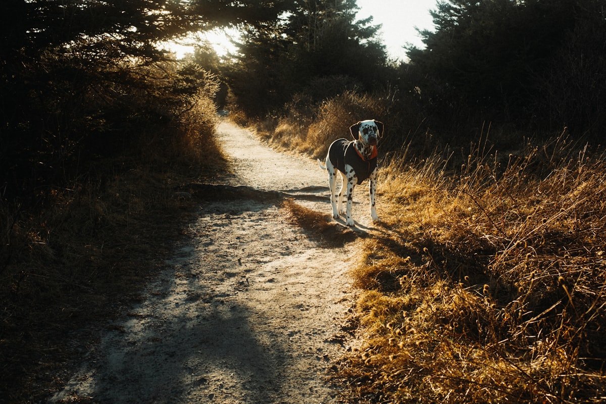 Dog standing on sunny forest path