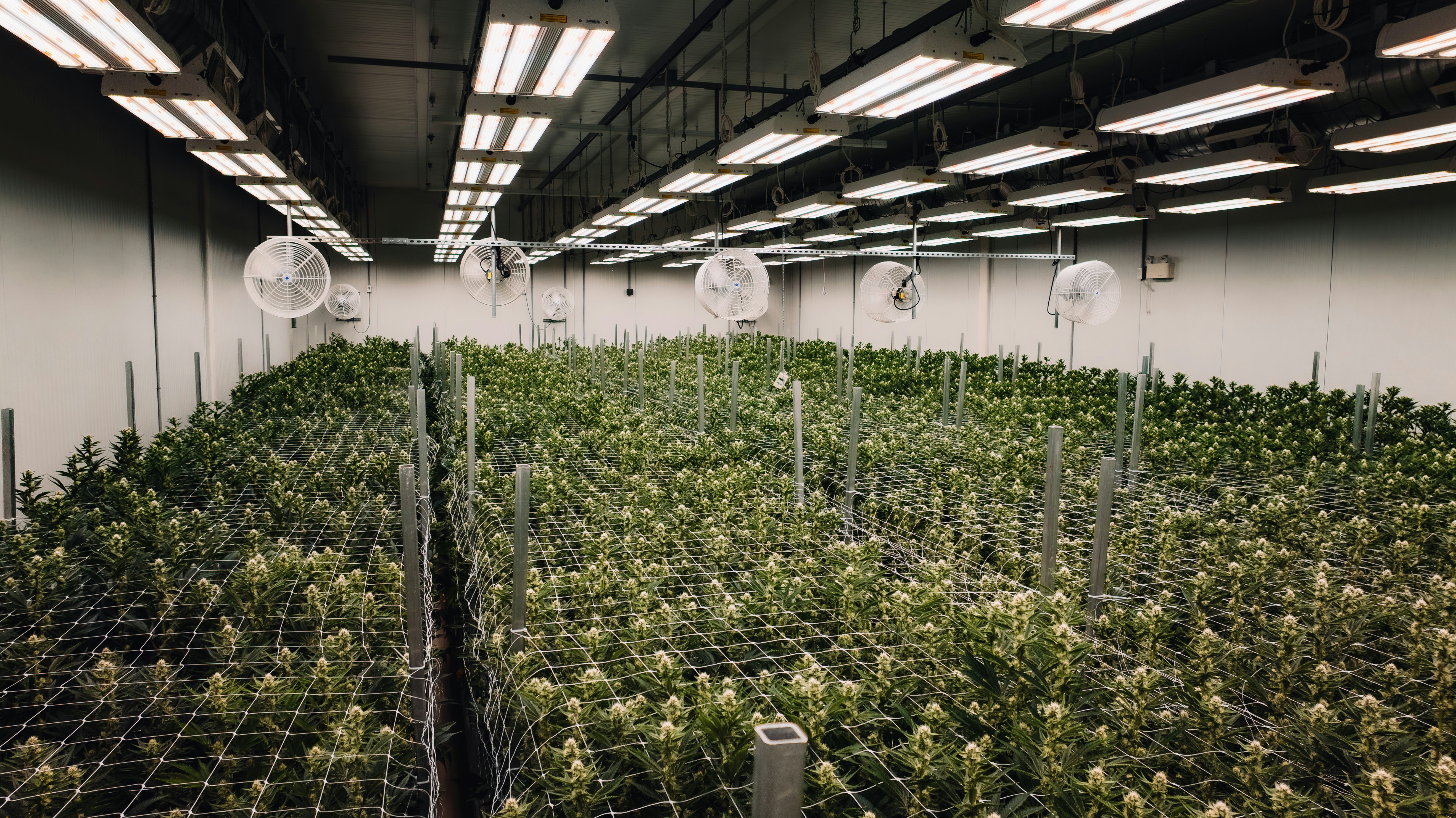 Photo by anchorviewmedia