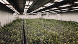 Indoor cannabis grow operation under artificial lighting.