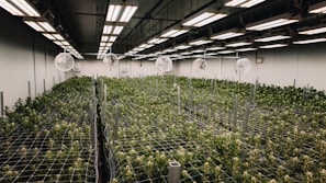 Indoor cannabis grow operation under artificial lighting.