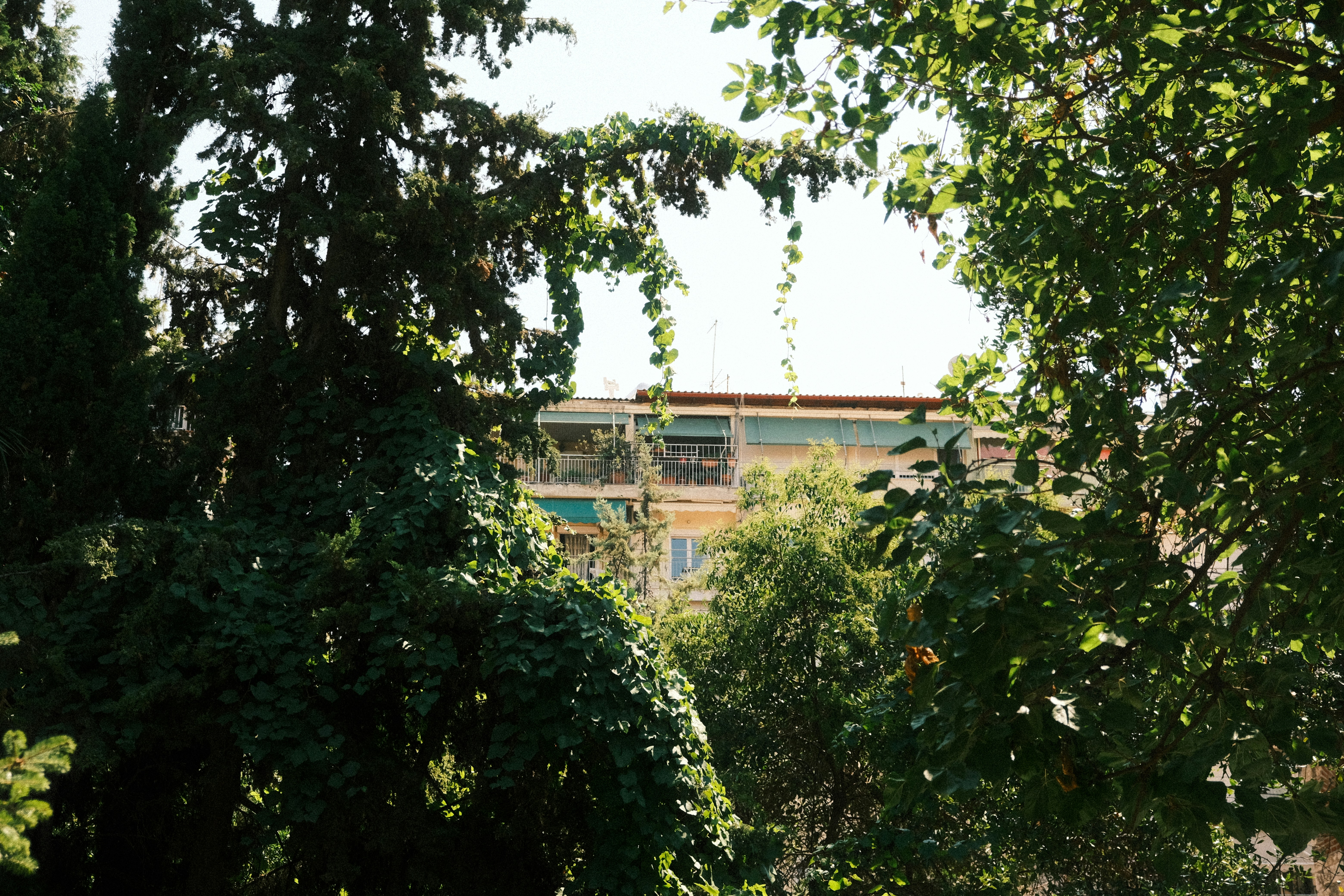 Trees frame a building on a sunny day.