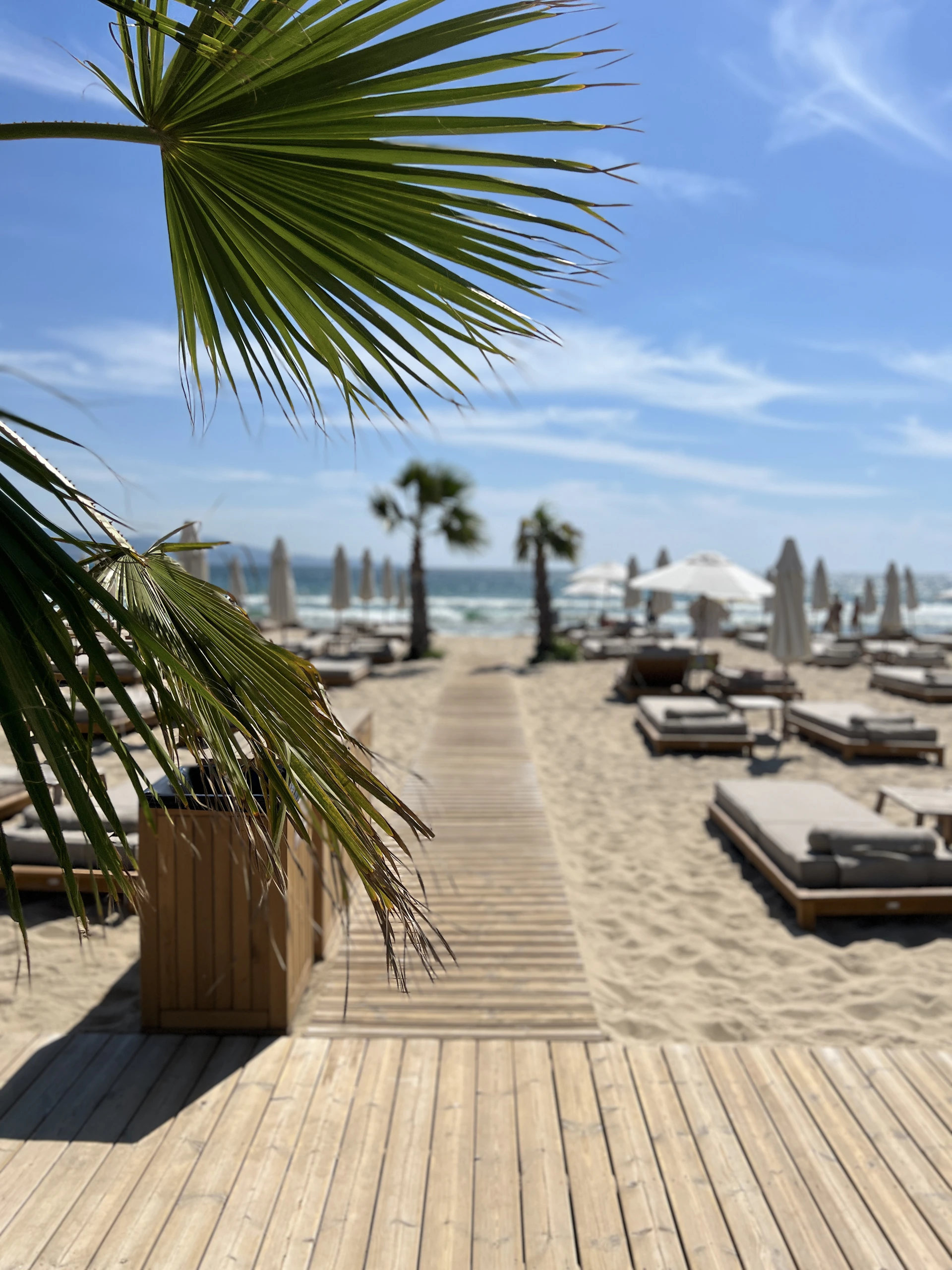 A beautiful beach day with palm trees.