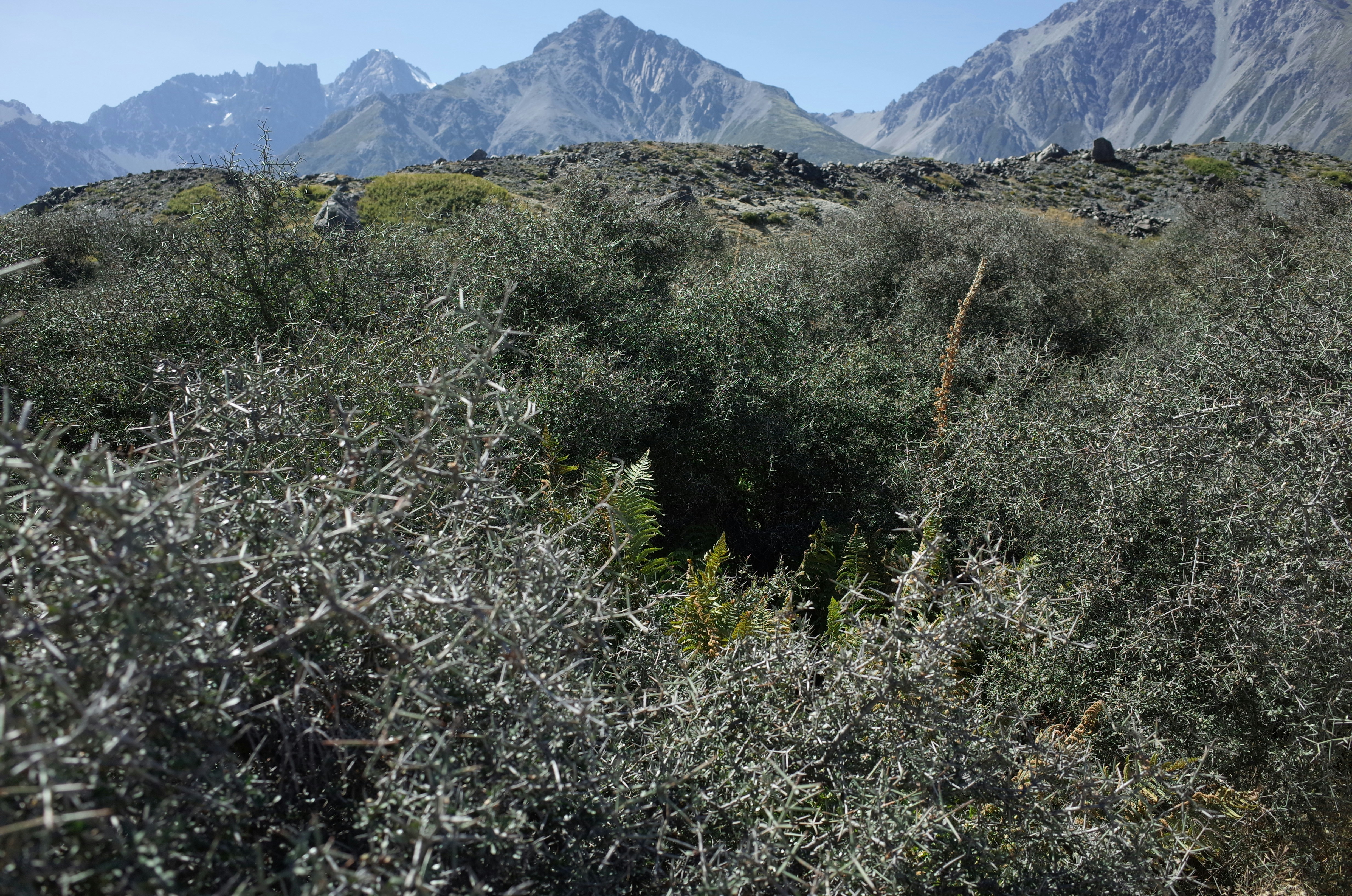 Shrubs grow against a mountain landscape background. photo – Free