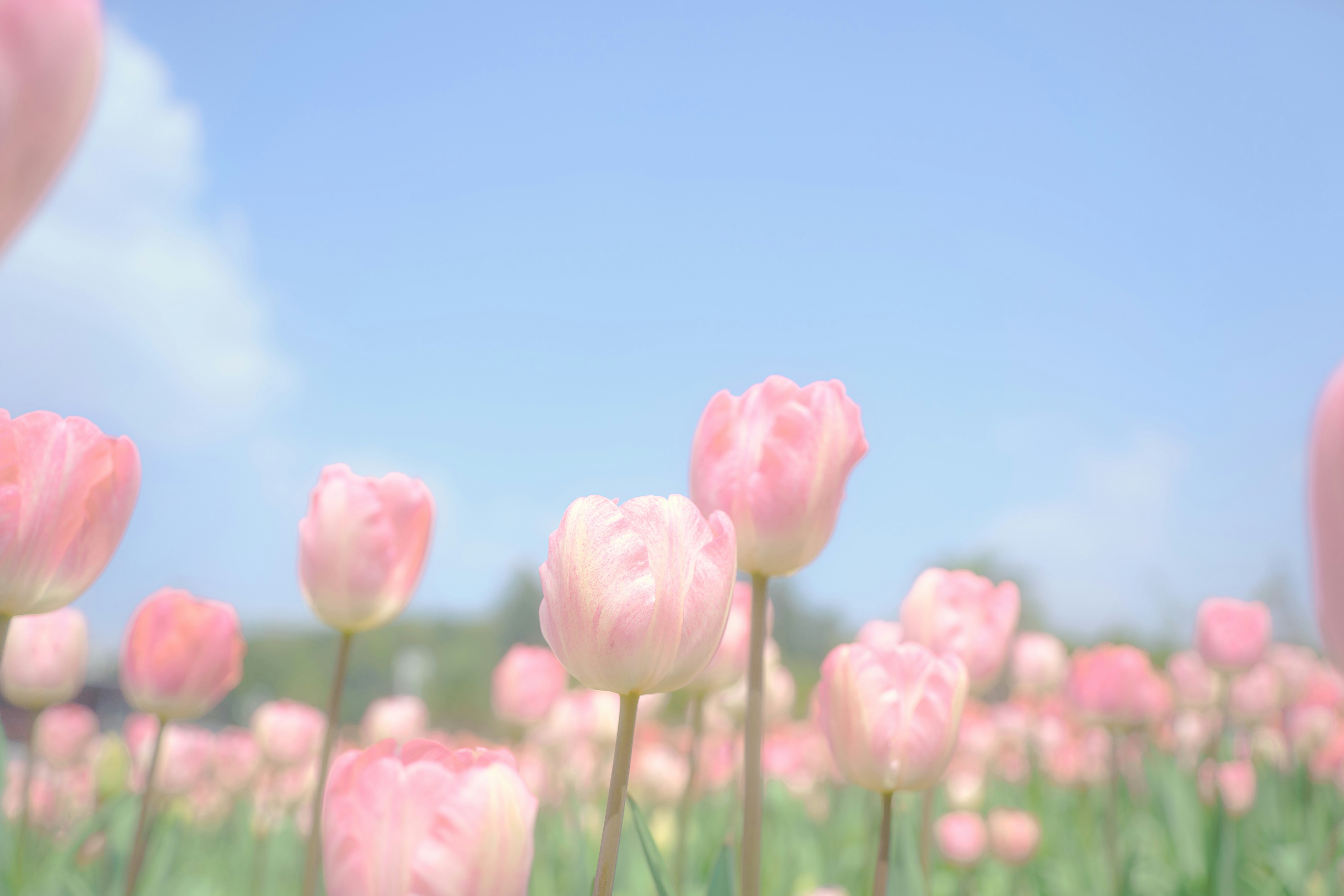 Photo by xiexianghua