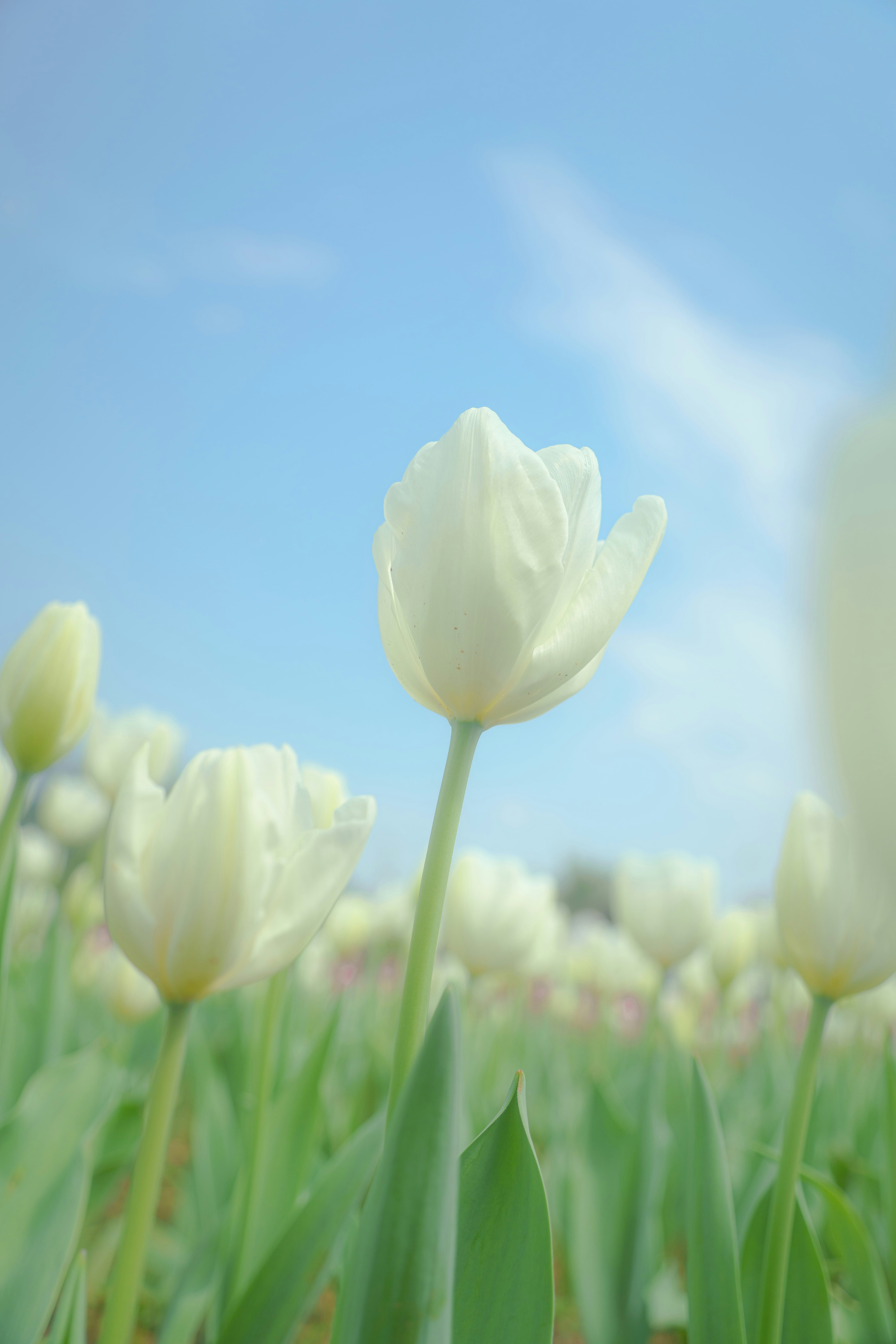 Photo by xiexianghua