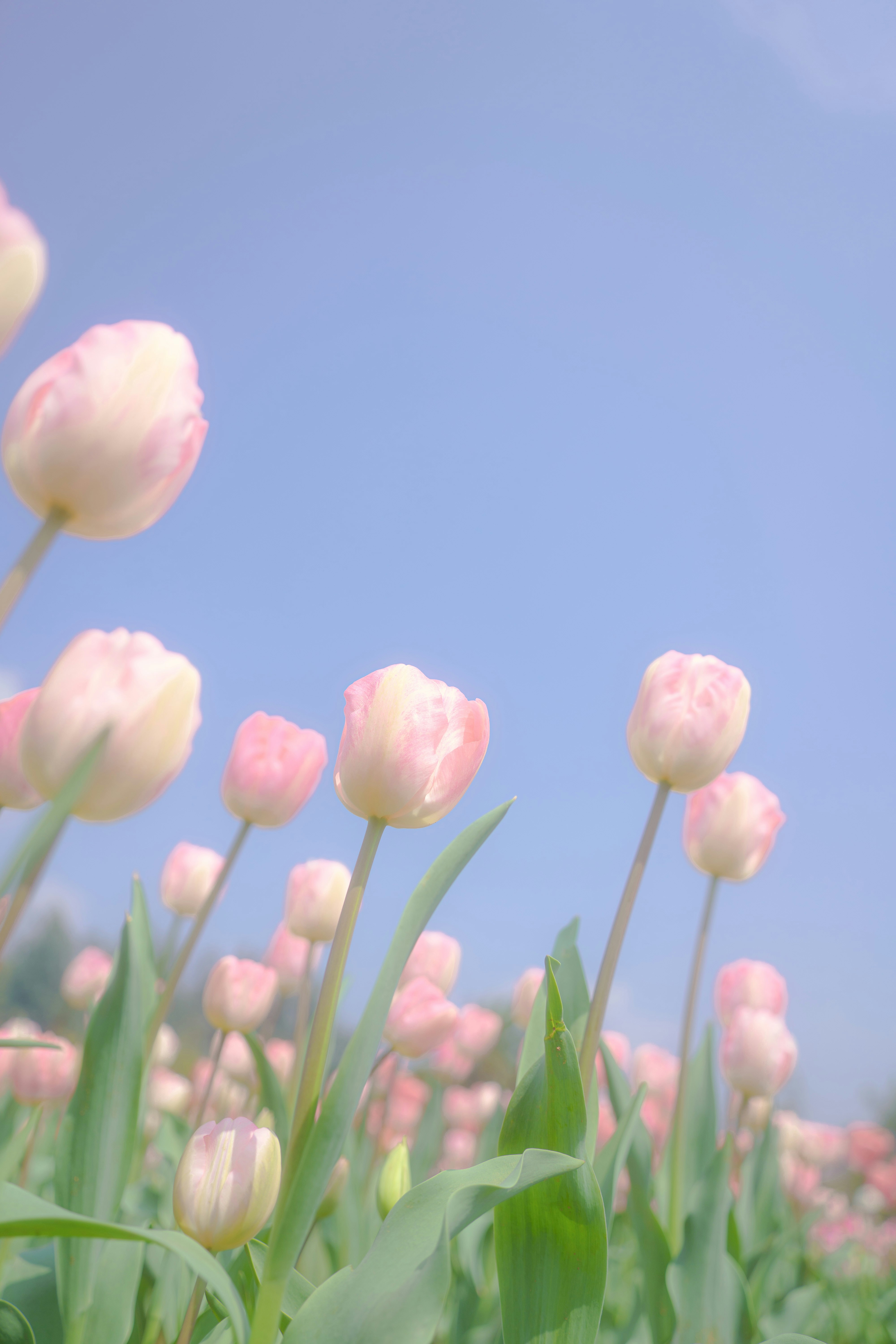 Photo by xiexianghua