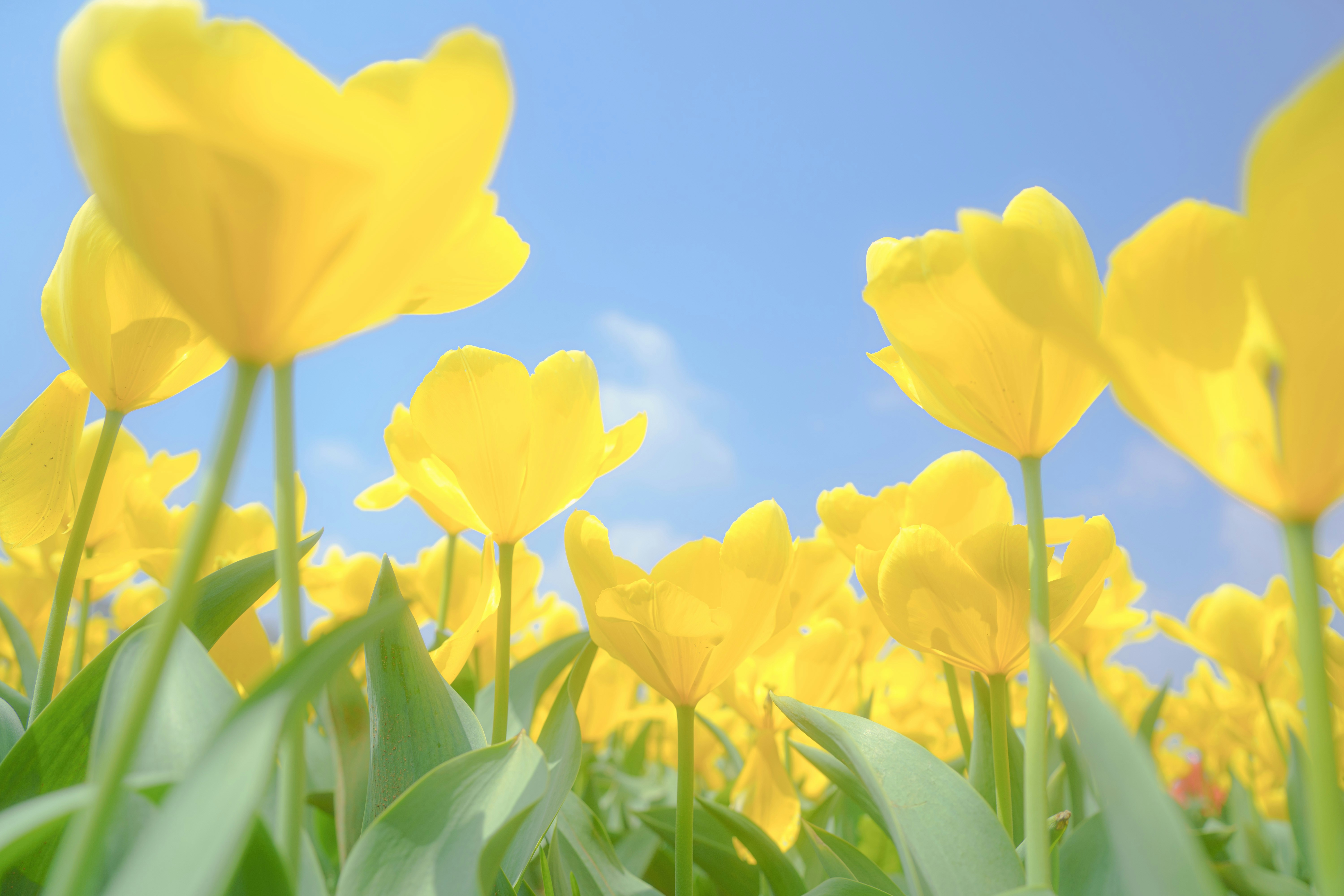 Photo by xiexianghua