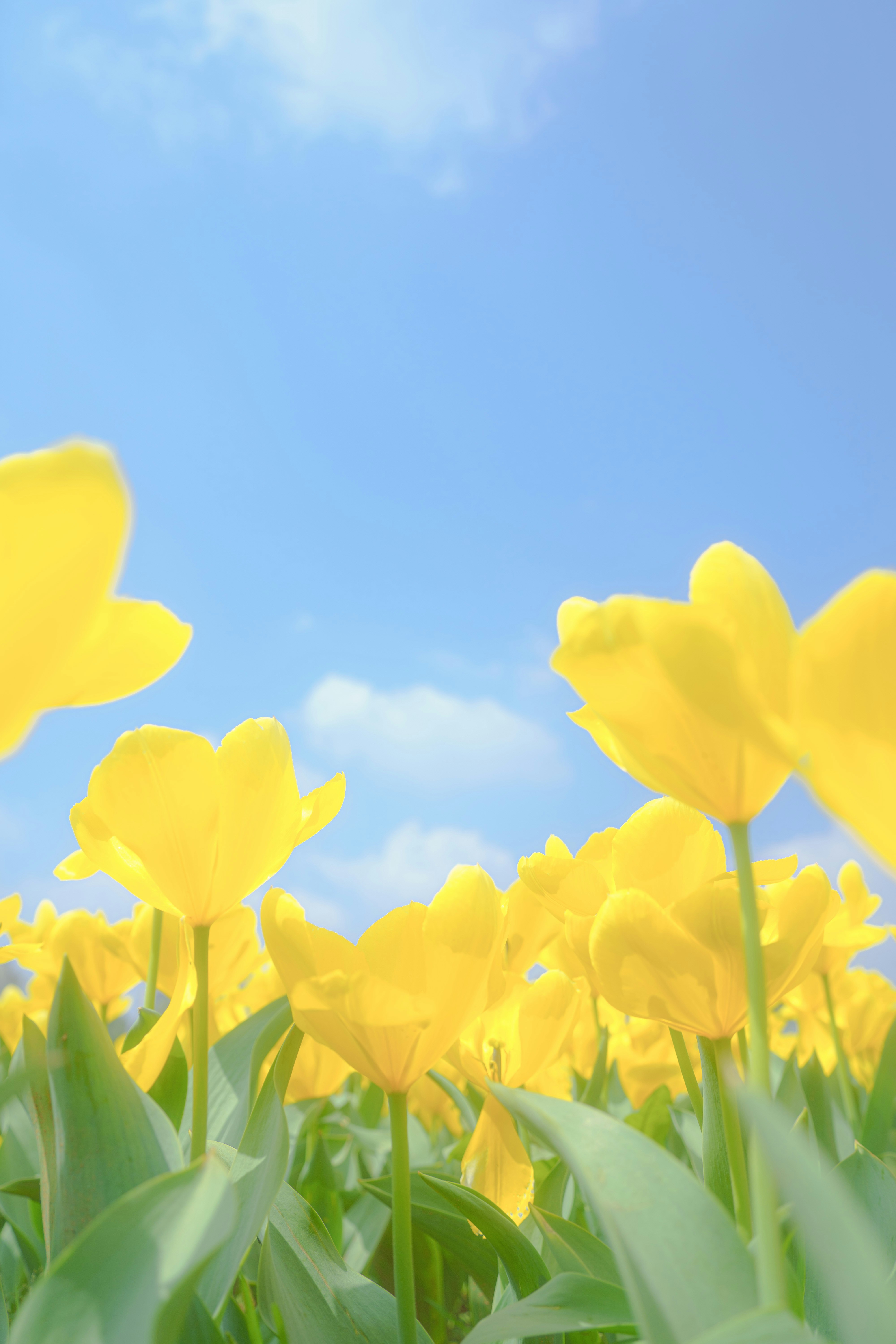 Photo by xiexianghua