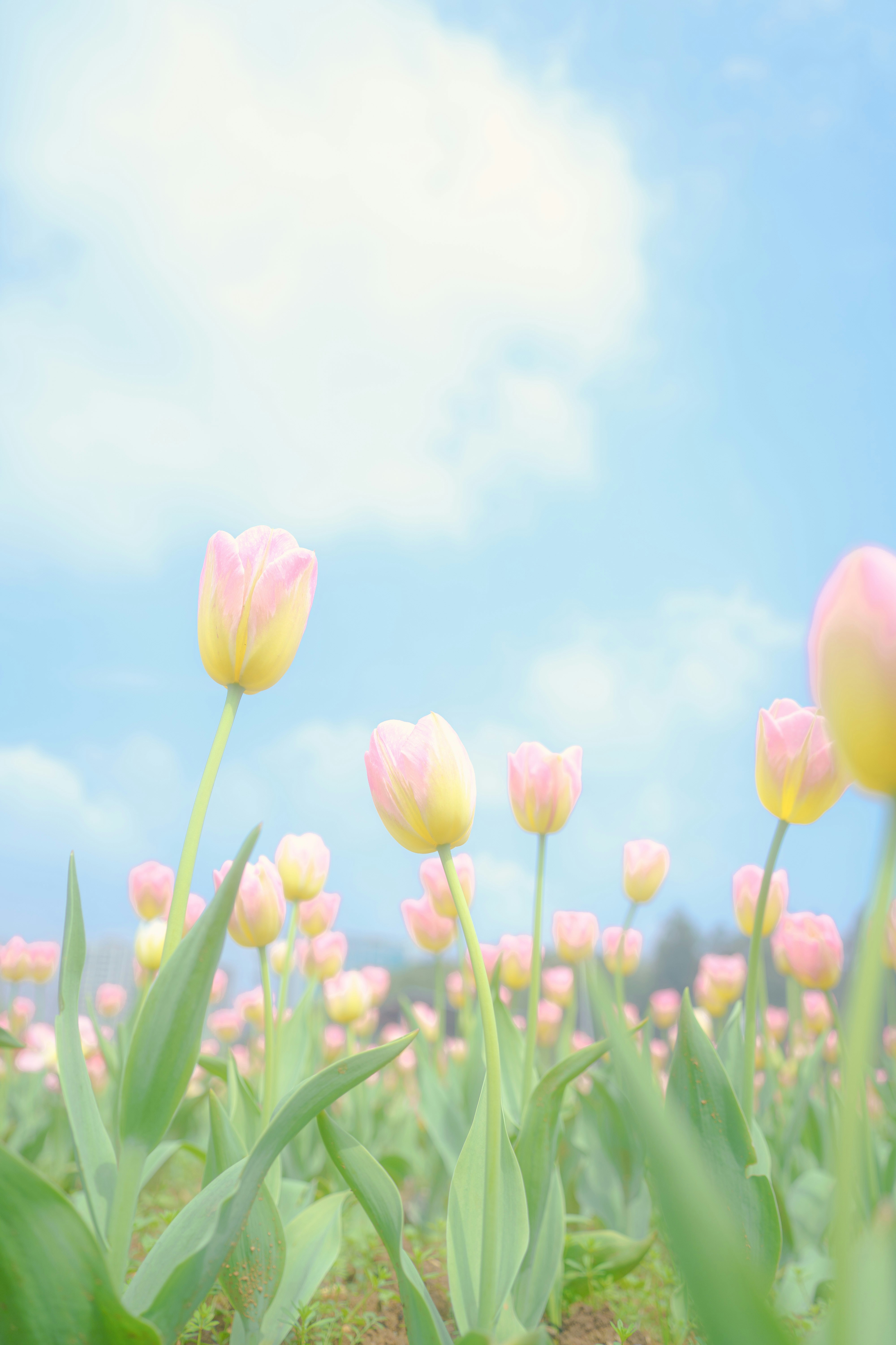 Photo by xiexianghua