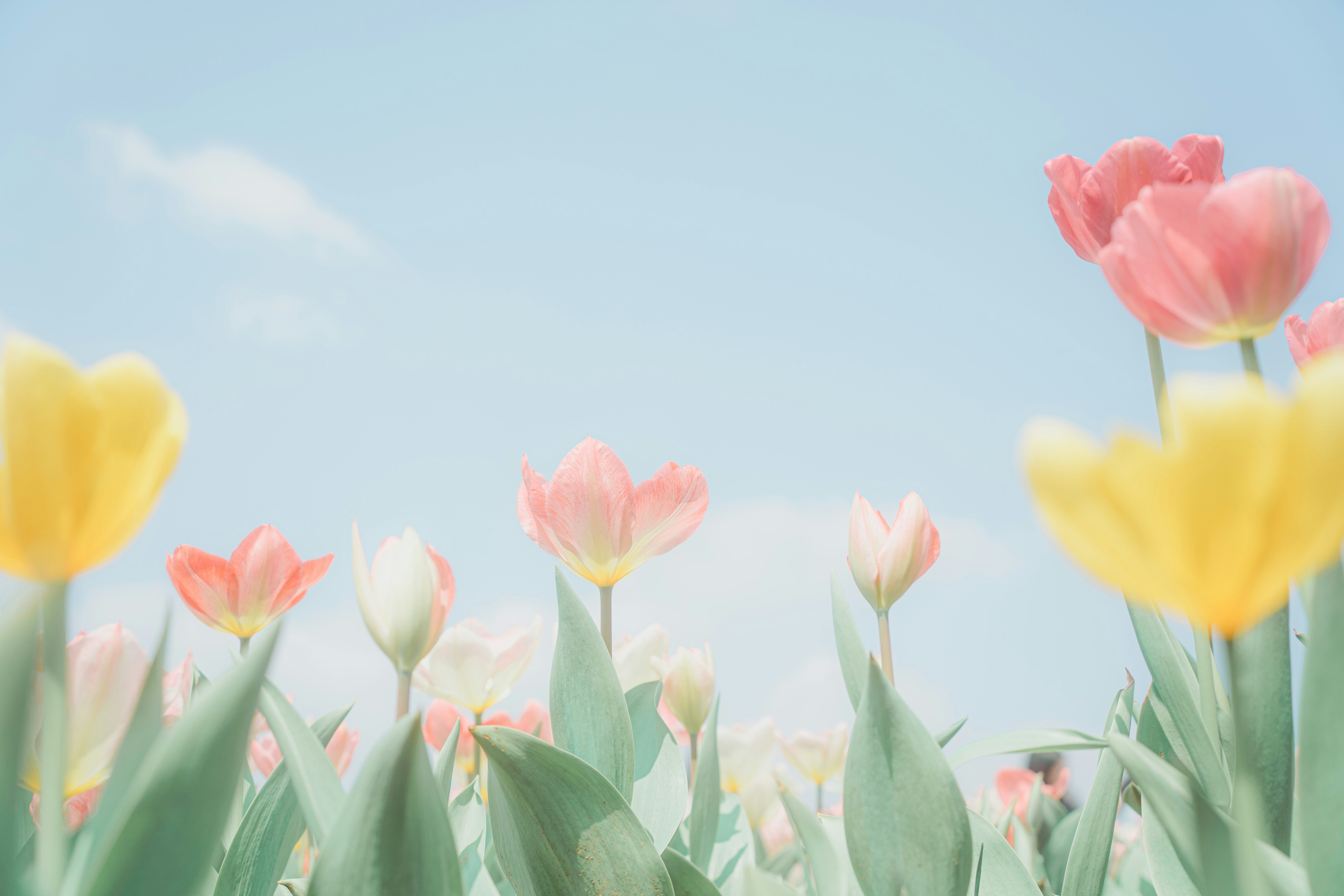 Photo by xiexianghua