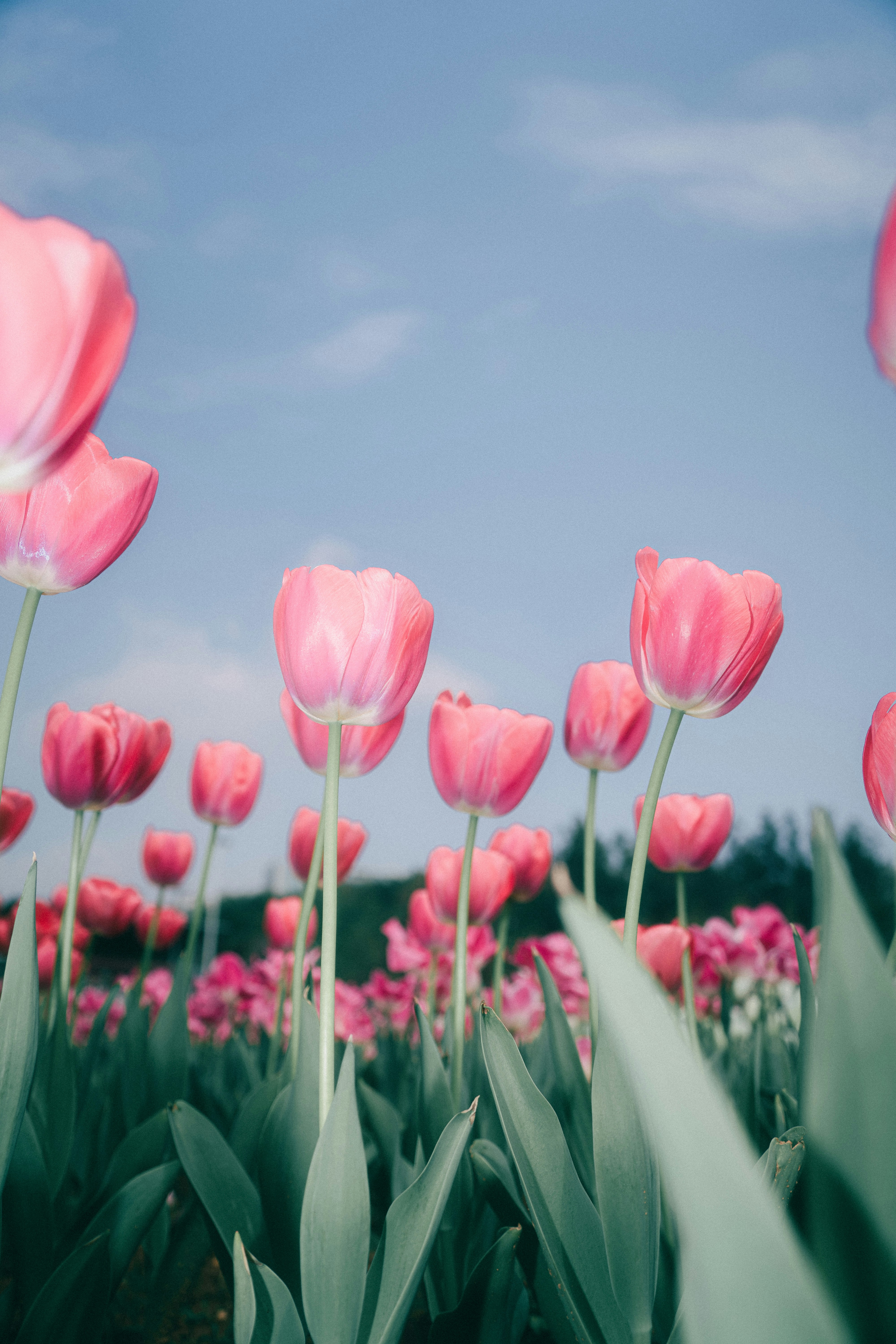 Photo by xiexianghua