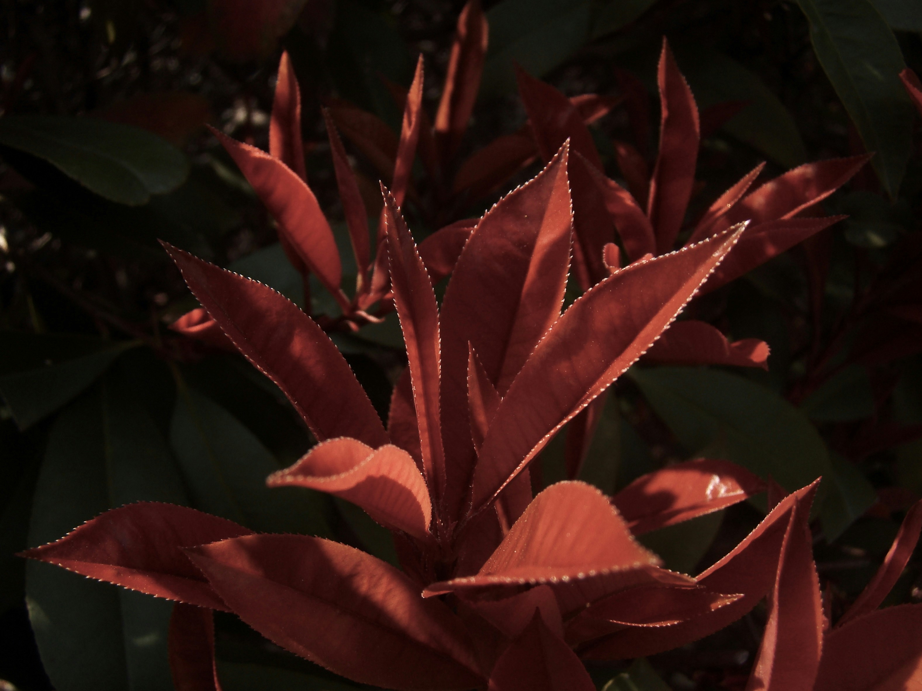 Photo by maro_of_sengu